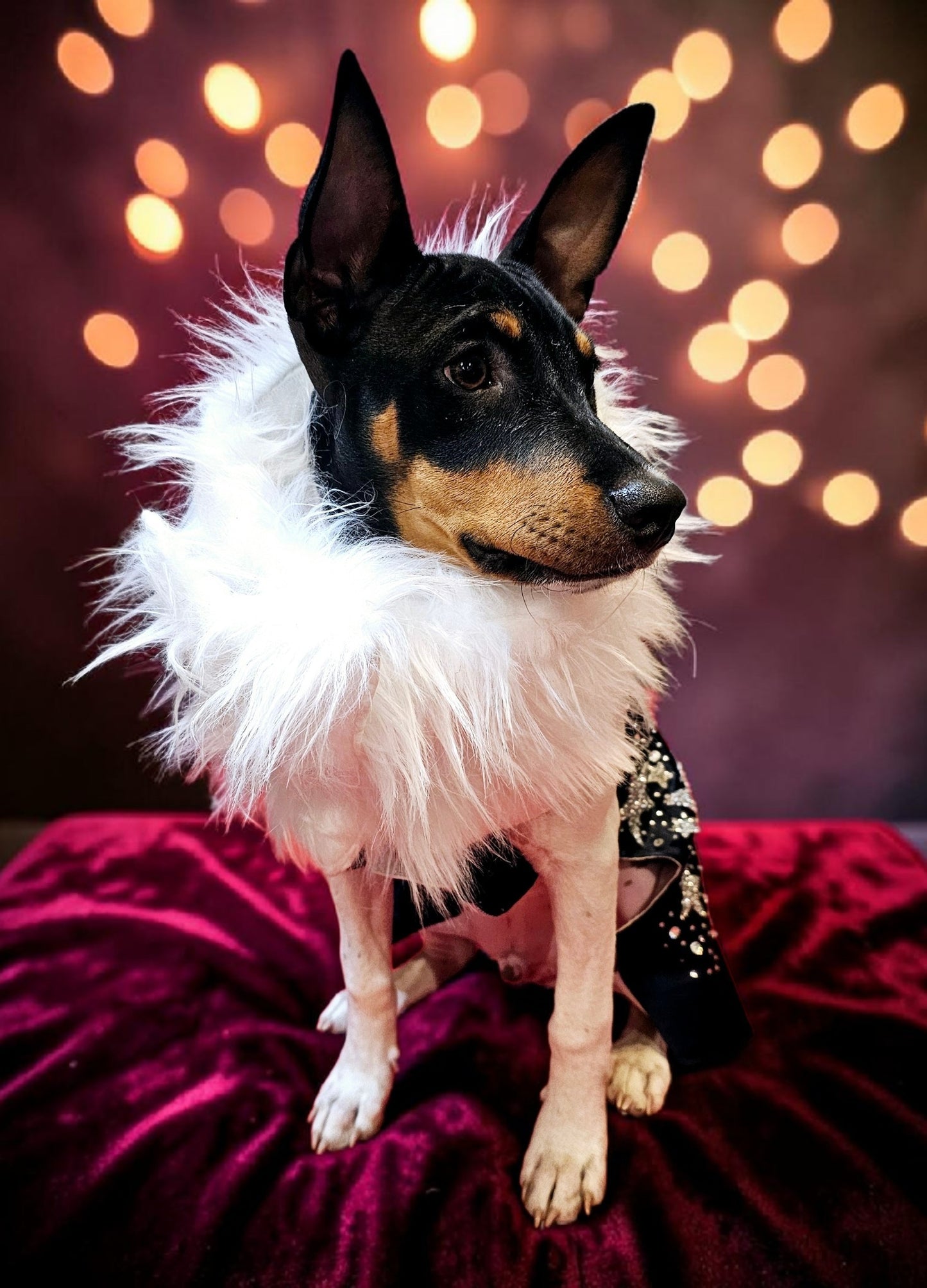 Midnight Era Pet costume, Taylor Swift Midnight Era pet costume,  Midnight Era dog costume, Midnight Era cat costume,  Taylor Swift midnight