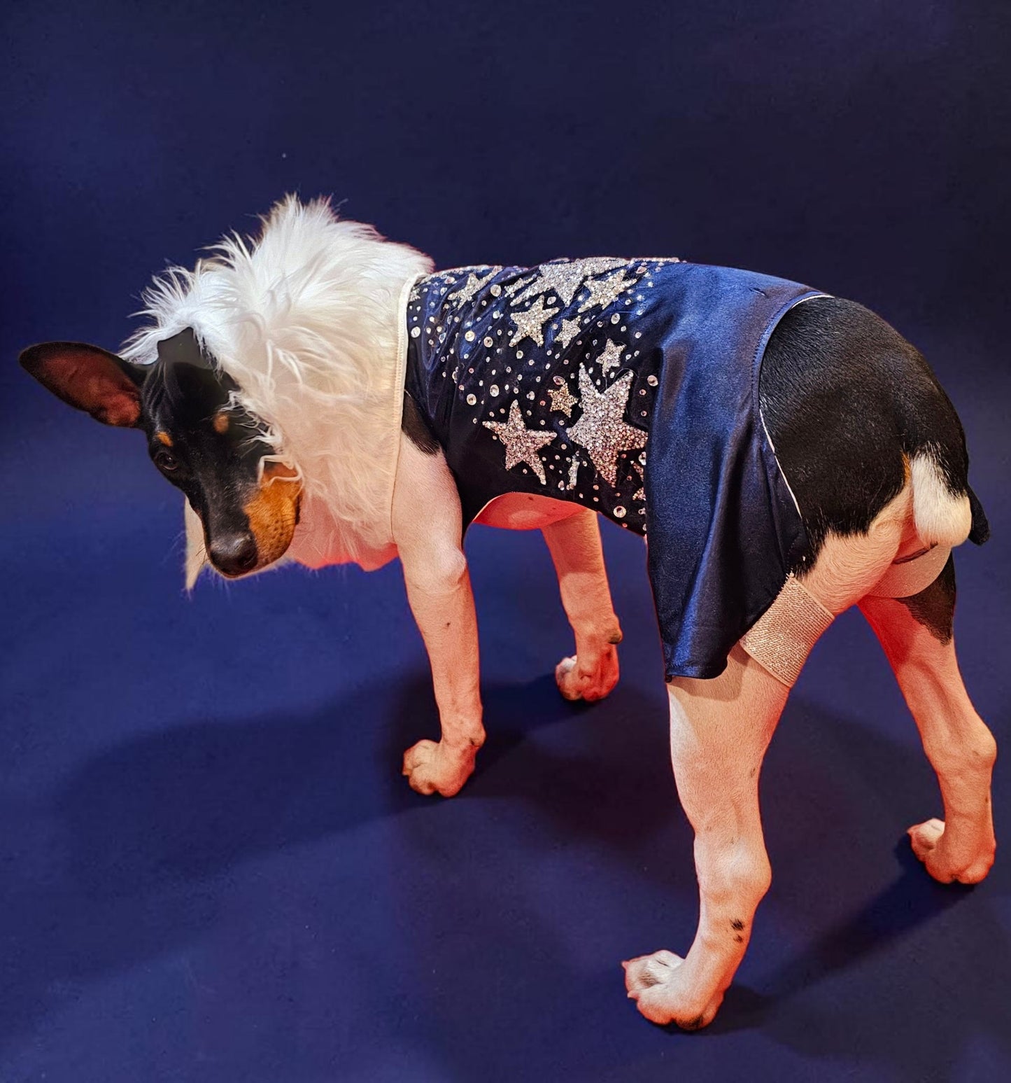 Midnight Era Pet costume, Taylor Swift Midnight Era pet costume,  Midnight Era dog costume, Midnight Era cat costume,  Taylor Swift midnight