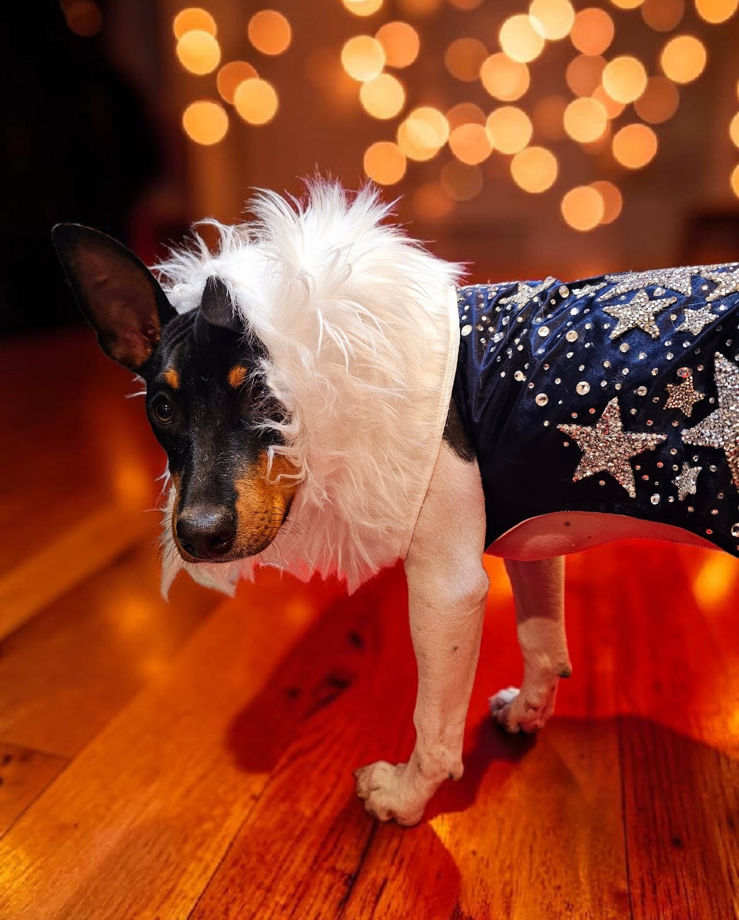 Midnight Era Pet costume, Taylor Swift Midnight Era pet costume,  Midnight Era dog costume, Midnight Era cat costume,  Taylor Swift midnight