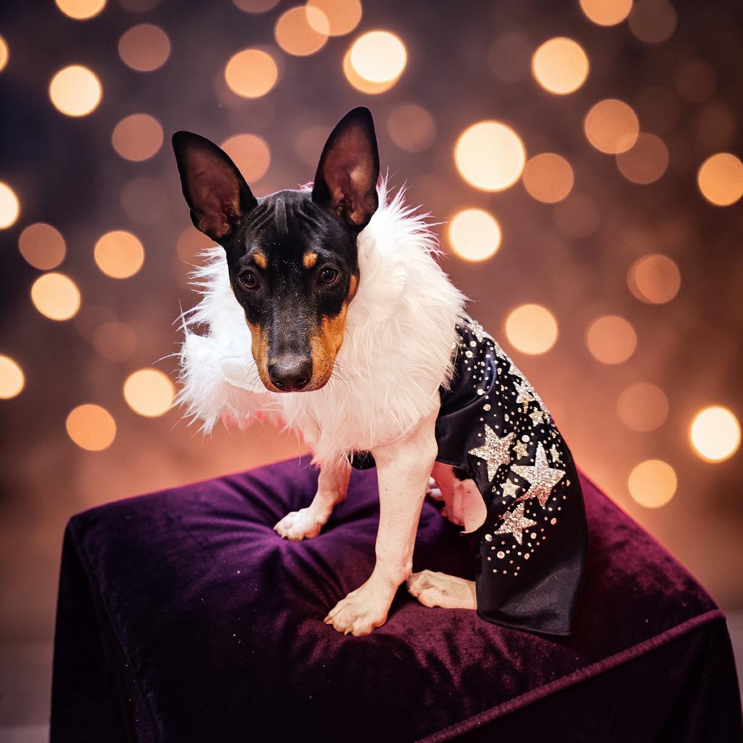 Midnight Era Pet costume, Taylor Swift Midnight Era pet costume,  Midnight Era dog costume, Midnight Era cat costume,  Taylor Swift midnight