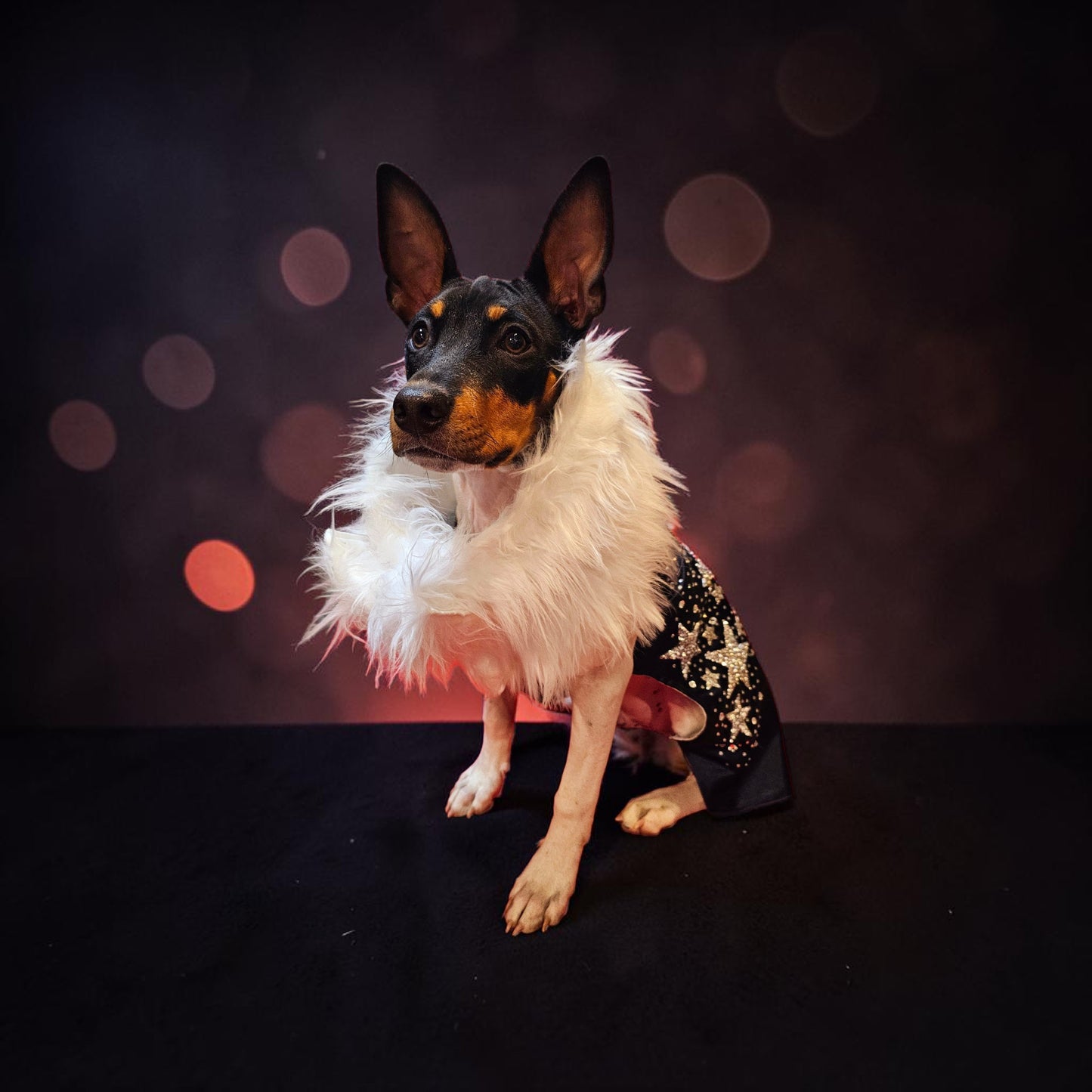 Midnight Era Pet costume, Taylor Swift Midnight Era pet costume,  Midnight Era dog costume, Midnight Era cat costume,  Taylor Swift midnight