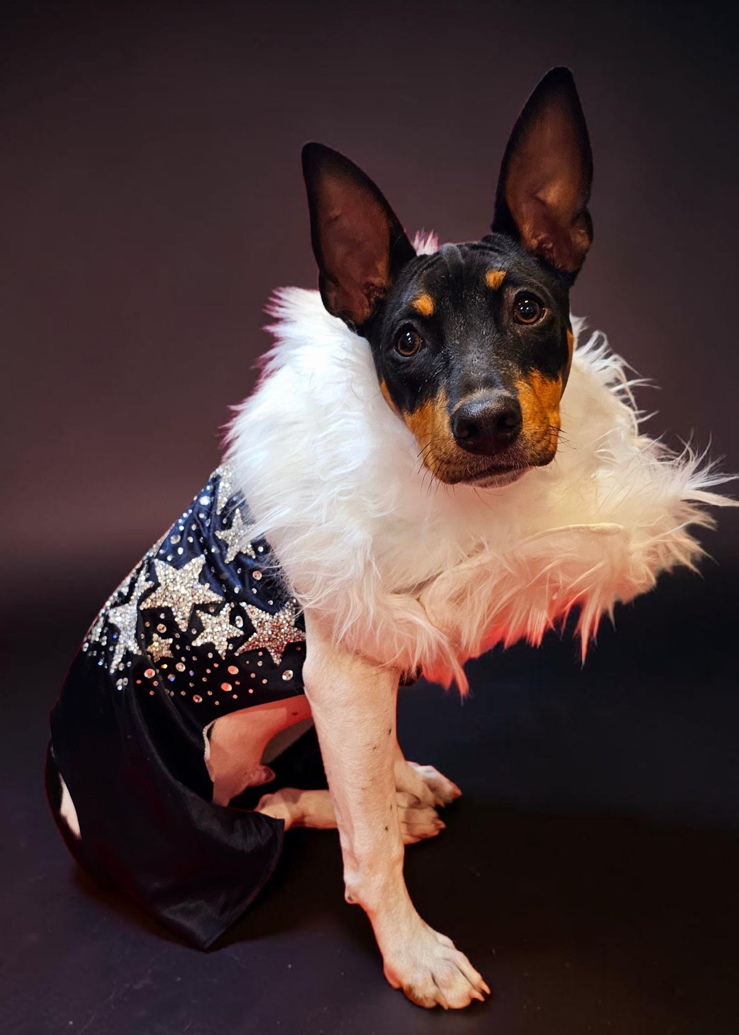 Midnight Era Pet costume, Taylor Swift Midnight Era pet costume,  Midnight Era dog costume, Midnight Era cat costume,  Taylor Swift midnight