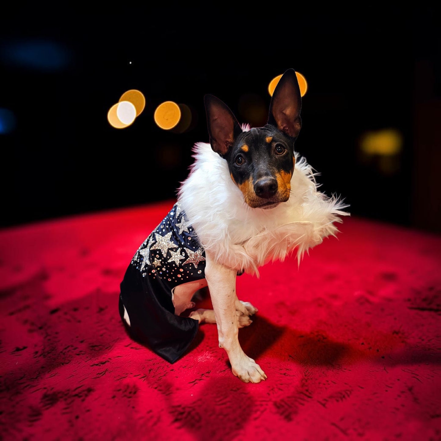 Midnight Era Pet costume, Taylor Swift Midnight Era pet costume,  Midnight Era dog costume, Midnight Era cat costume,  Taylor Swift midnight