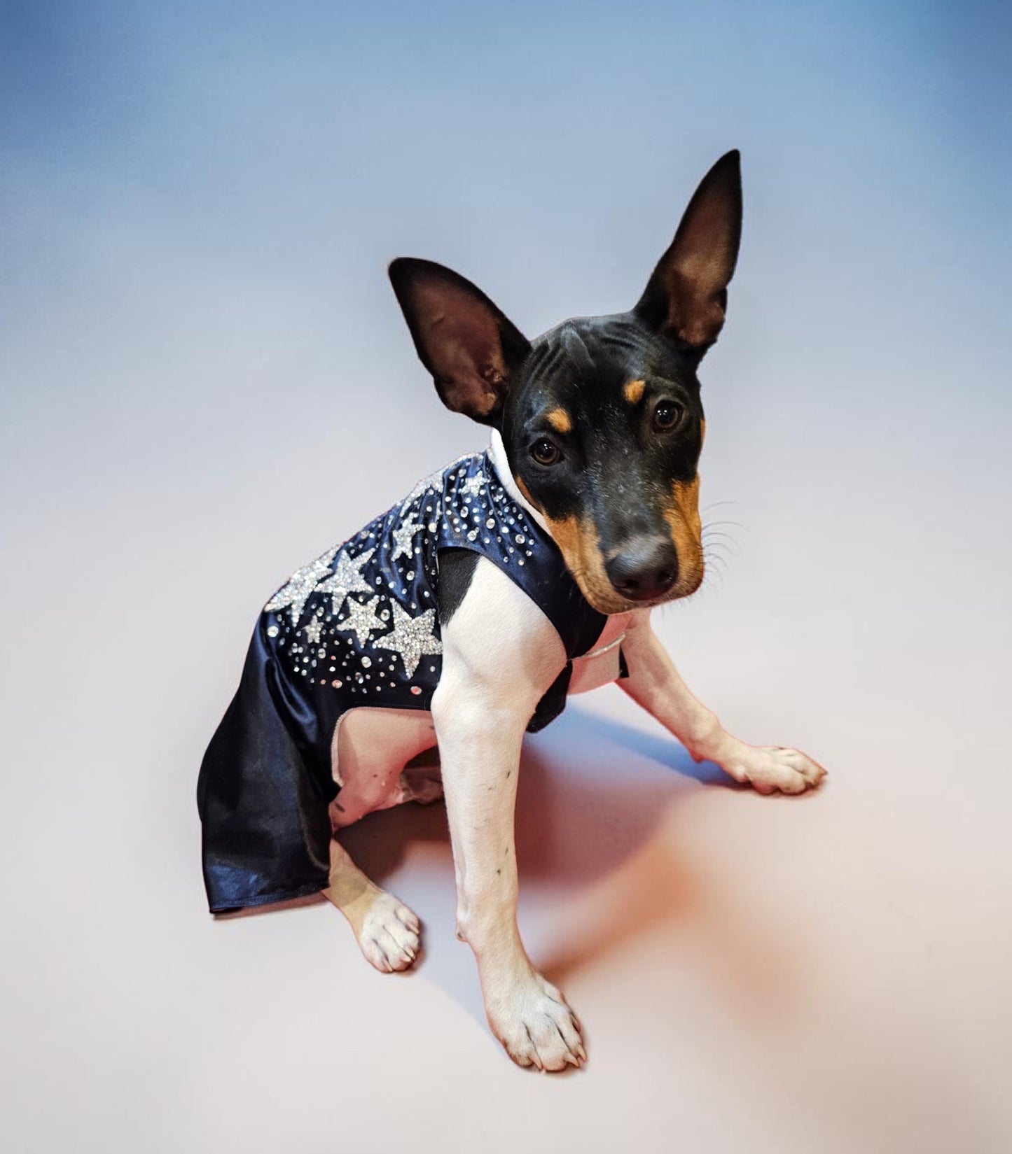 Midnight Era Pet costume, Taylor Swift Midnight Era pet costume,  Midnight Era dog costume, Midnight Era cat costume,  Taylor Swift midnight