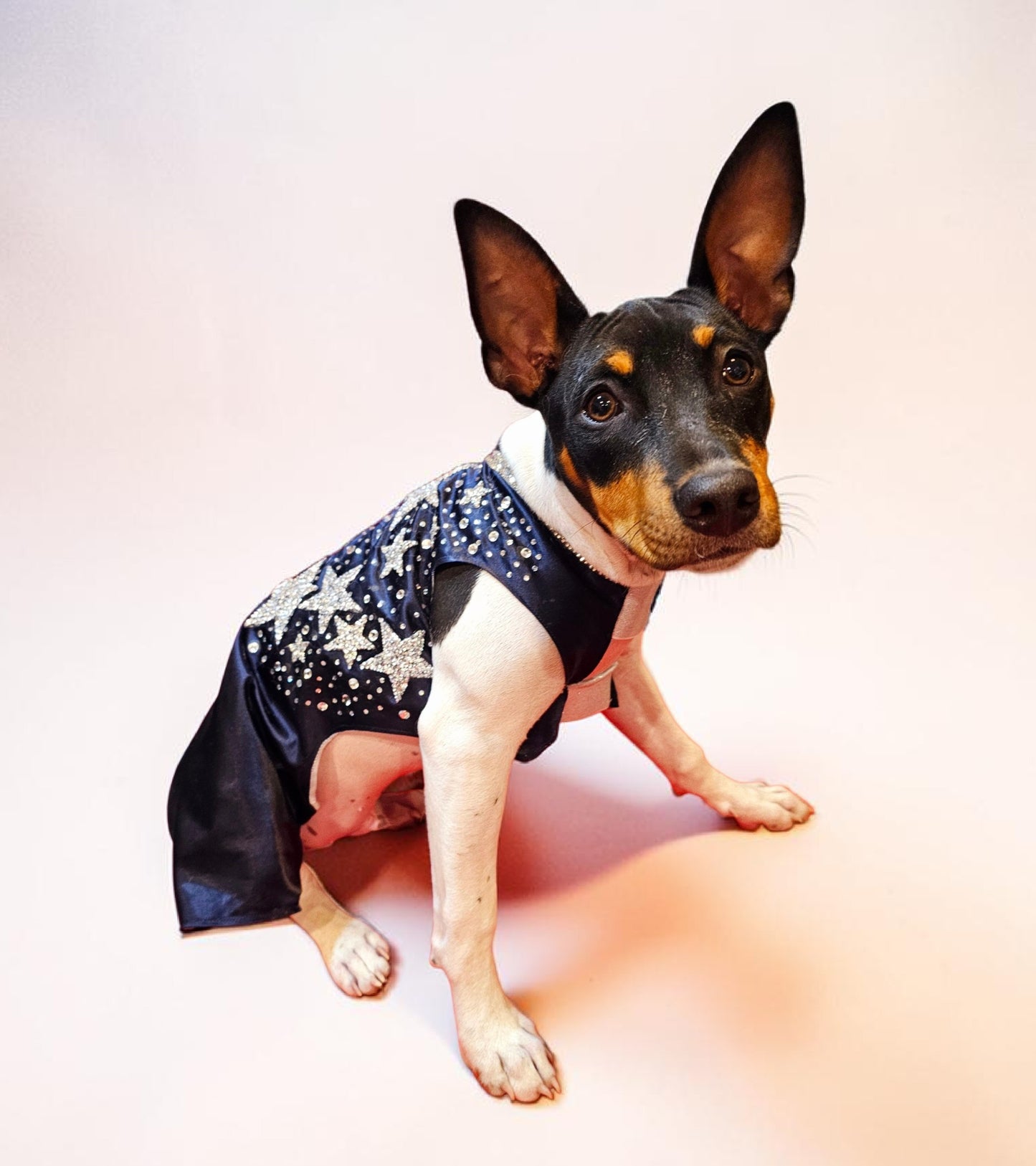 Midnight Era Pet costume, Taylor Swift Midnight Era pet costume,  Midnight Era dog costume, Midnight Era cat costume,  Taylor Swift midnight