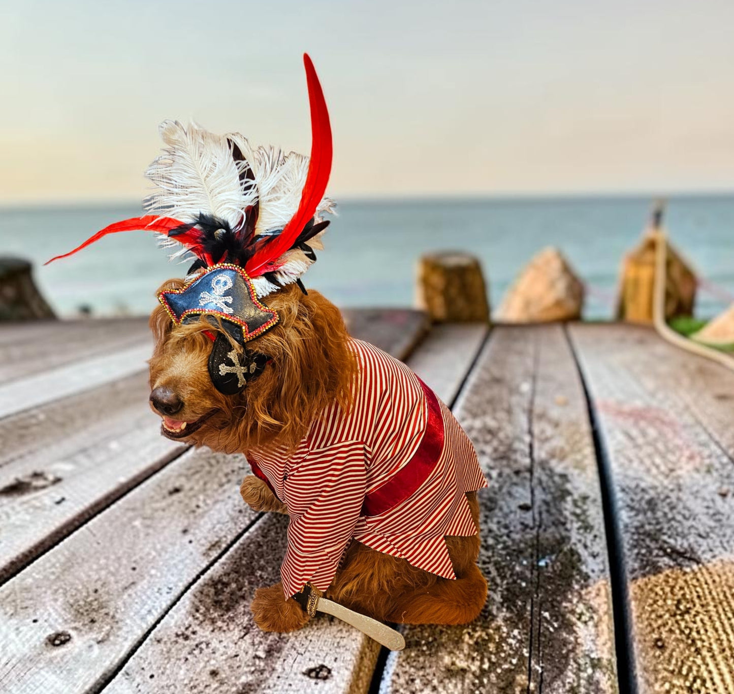 Pirate pet costume, Pirate dog Costume