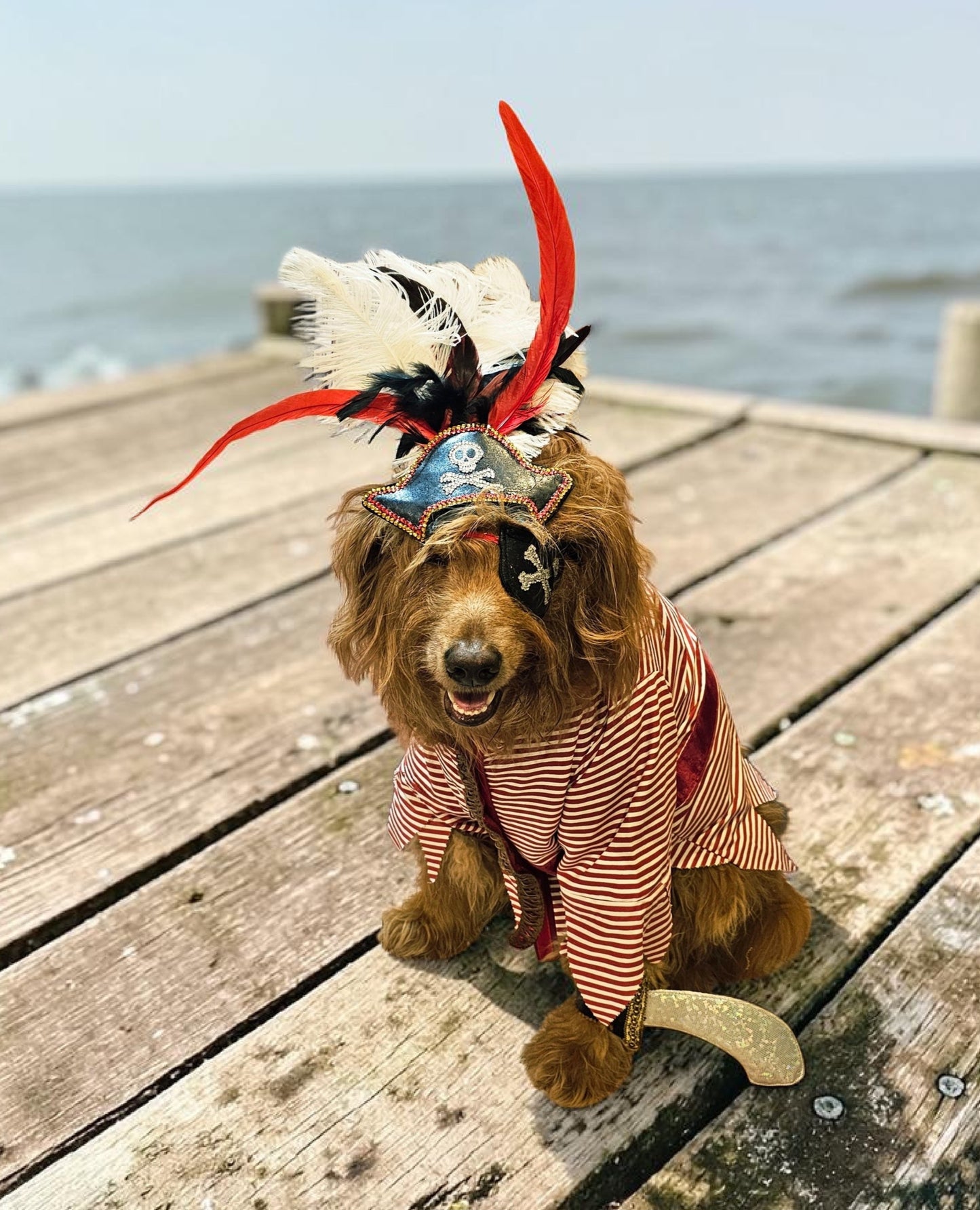 Pirate pet costume, Pirate dog Costume