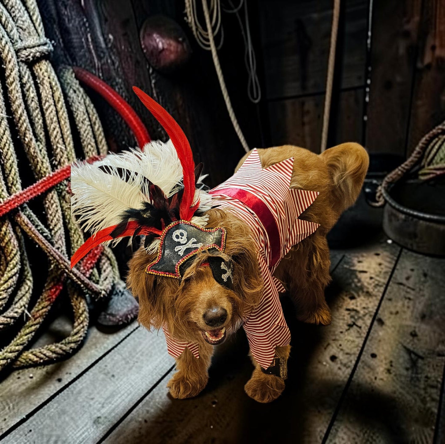Pirate pet costume, Pirate dog Costume