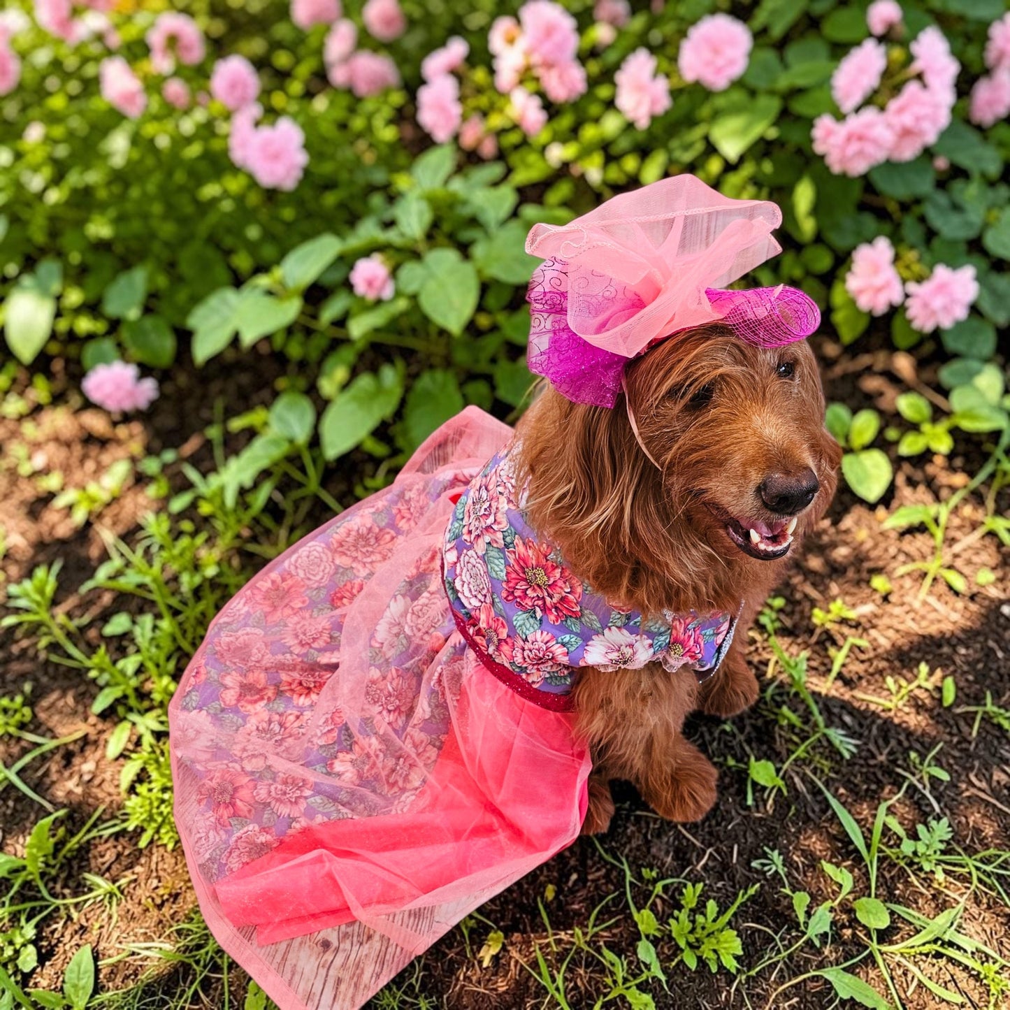 Kentucky derby pet dress and hat, Kentucky derby dog dress and hat, flower pet dress and hat, couture pet dress