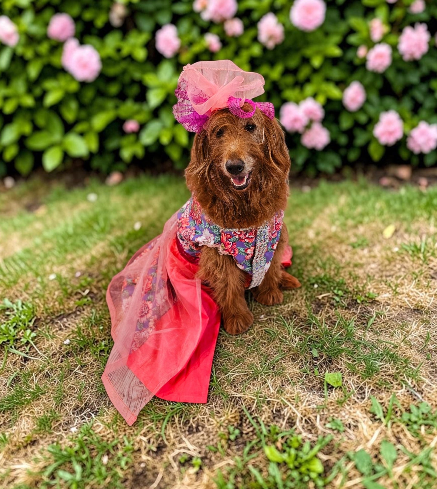 Kentucky derby pet dress and hat, Kentucky derby dog dress and hat, flower pet dress and hat, couture pet dress
