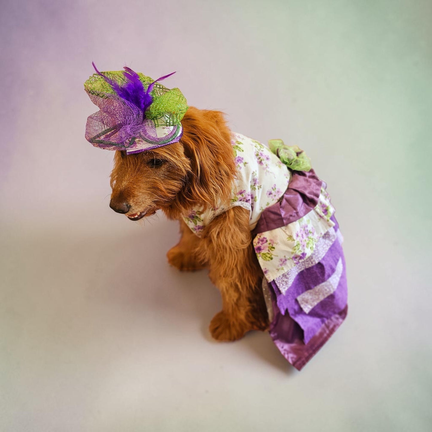 Kentucky derby pet hat and dress, Kentucky Derby dog hat and dress, Canine couture, Kentucky Derby pet costume