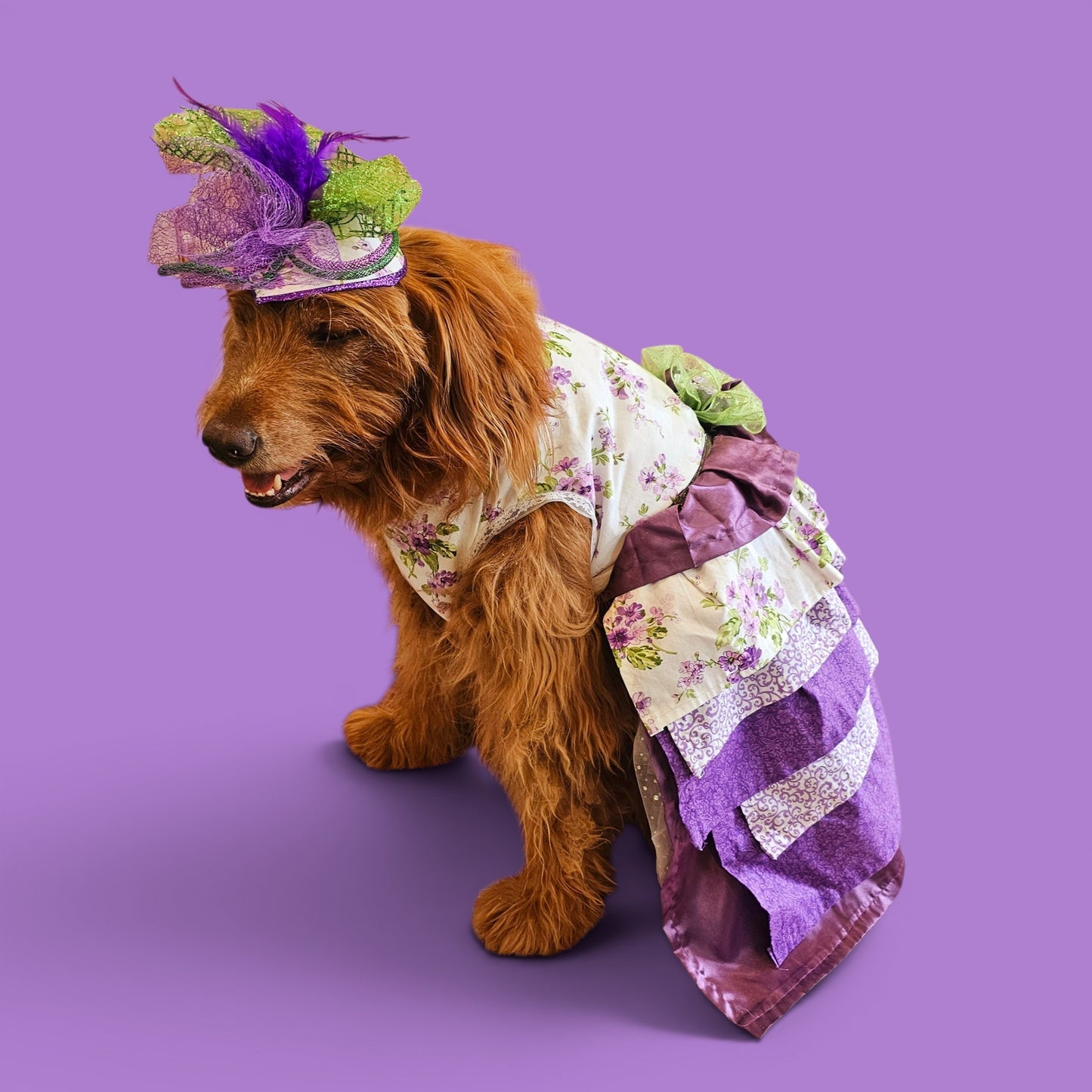 Kentucky derby pet hat and dress, Kentucky Derby dog hat and dress, Canine couture, Kentucky Derby pet costume