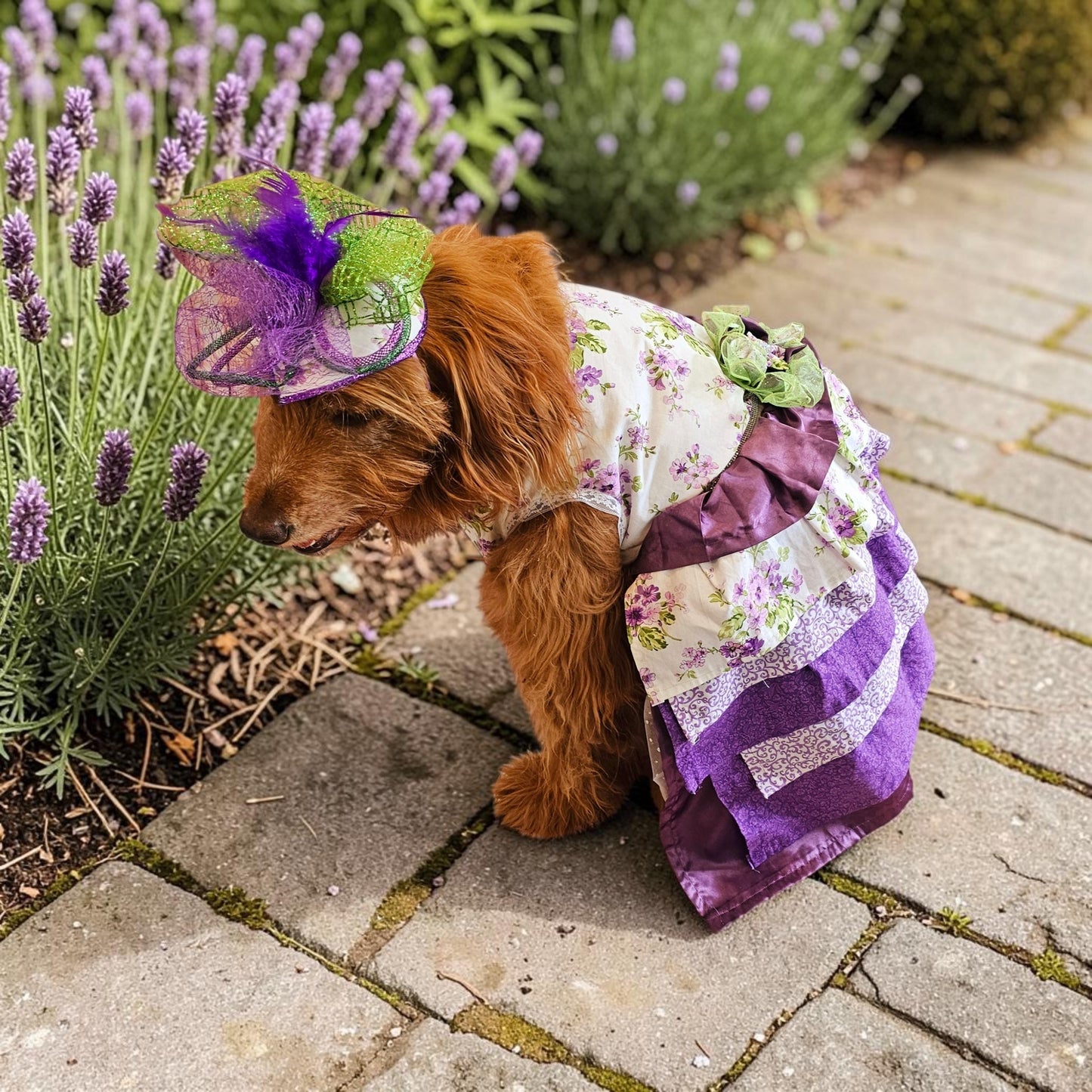 Kentucky derby pet hat and dress, Kentucky Derby dog hat and dress, Canine couture, Kentucky Derby pet costume