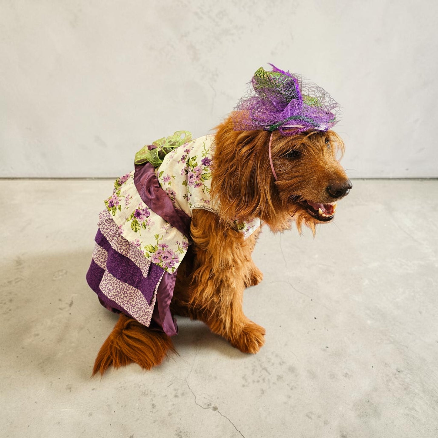 Kentucky derby pet hat and dress, Kentucky Derby dog hat and dress, Canine couture, Kentucky Derby pet costume
