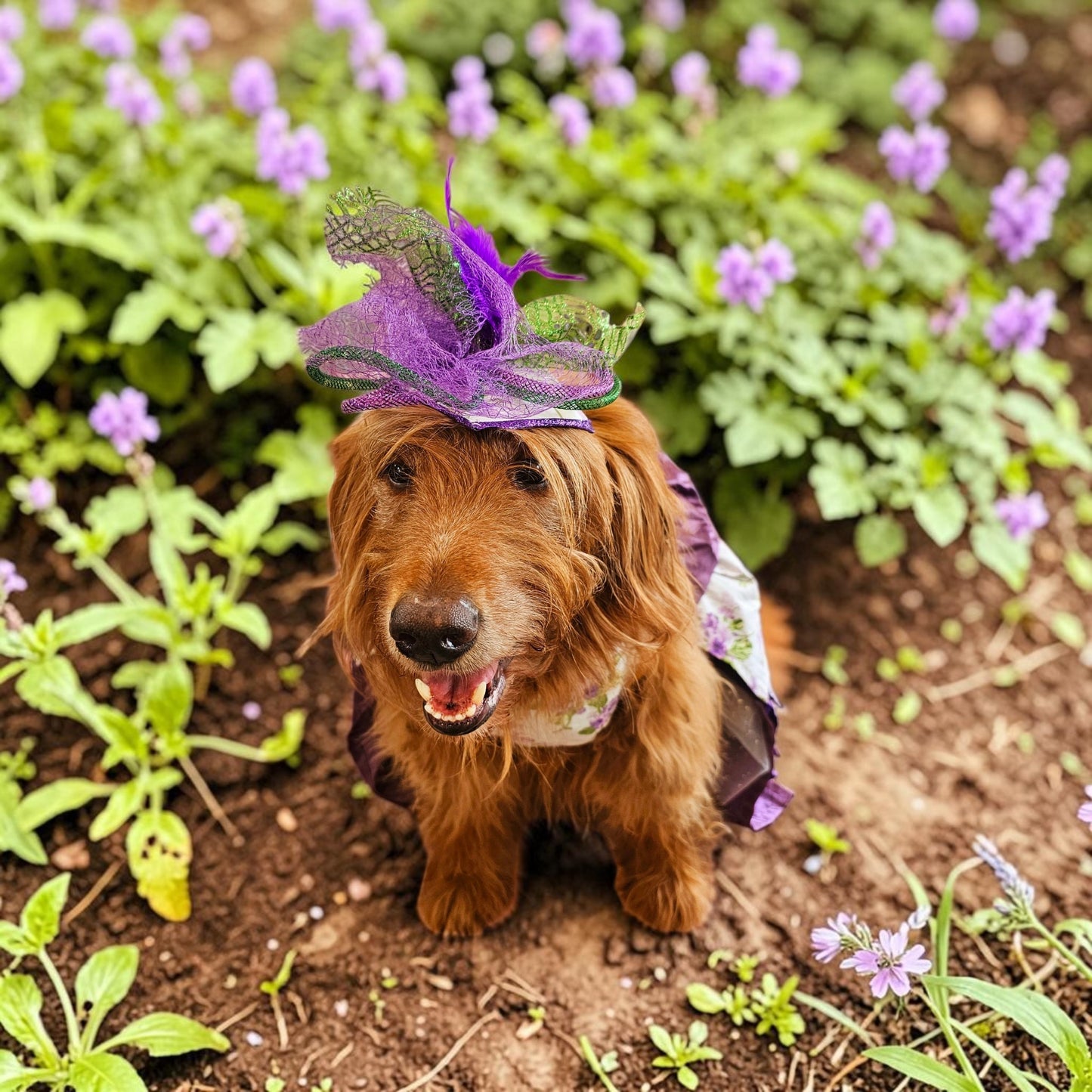 Kentucky derby pet hat and dress, Kentucky Derby dog hat and dress, Canine couture, Kentucky Derby pet costume