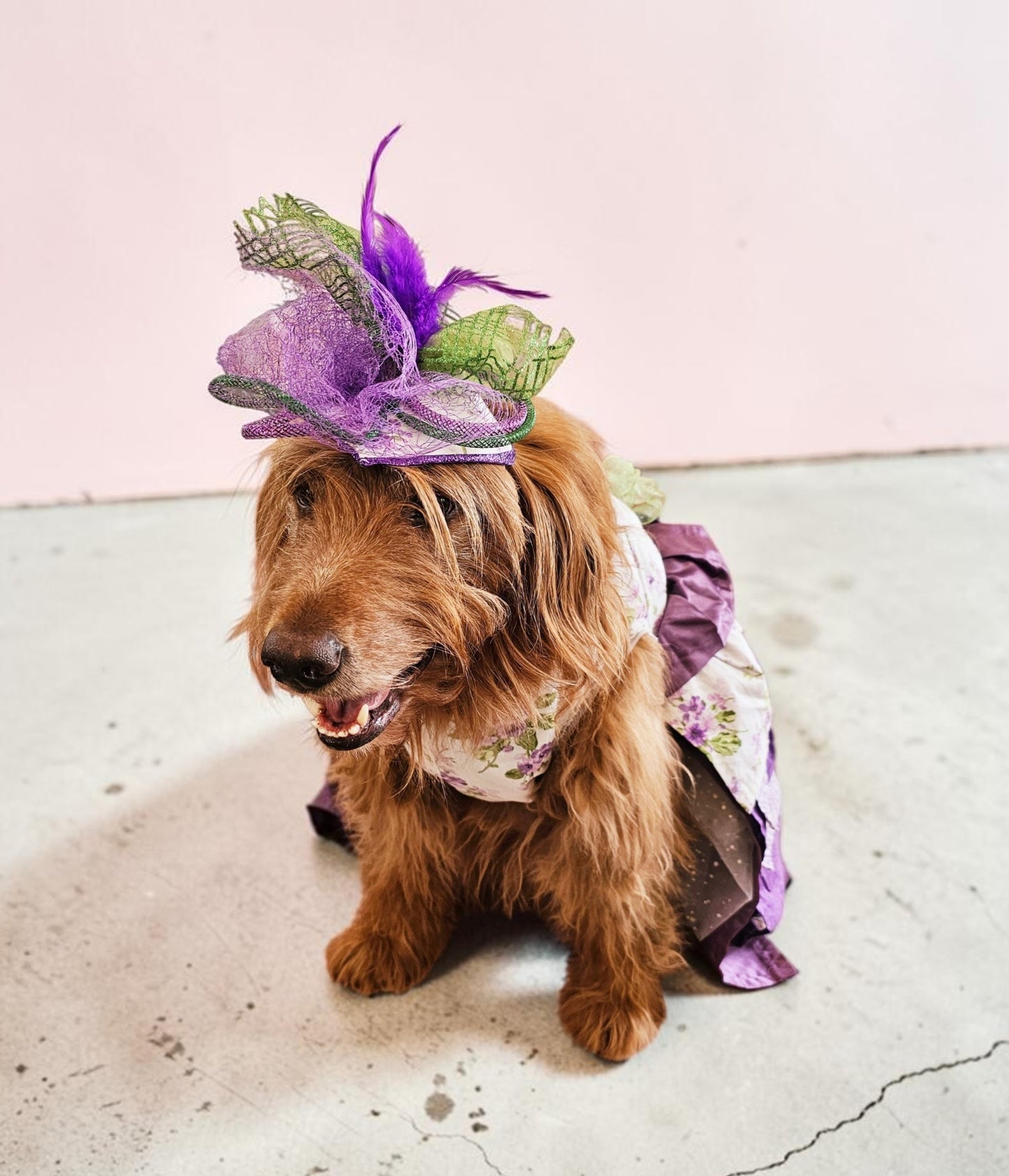 Kentucky derby pet hat and dress, Kentucky Derby dog hat and dress, Canine couture, Kentucky Derby pet costume