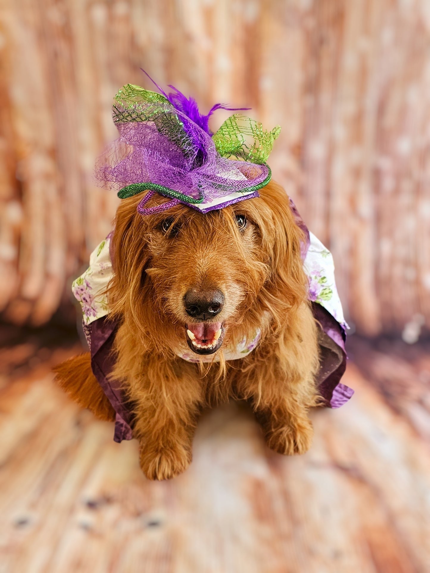 Kentucky derby pet hat and dress, Kentucky Derby dog hat and dress, Canine couture, Kentucky Derby pet costume