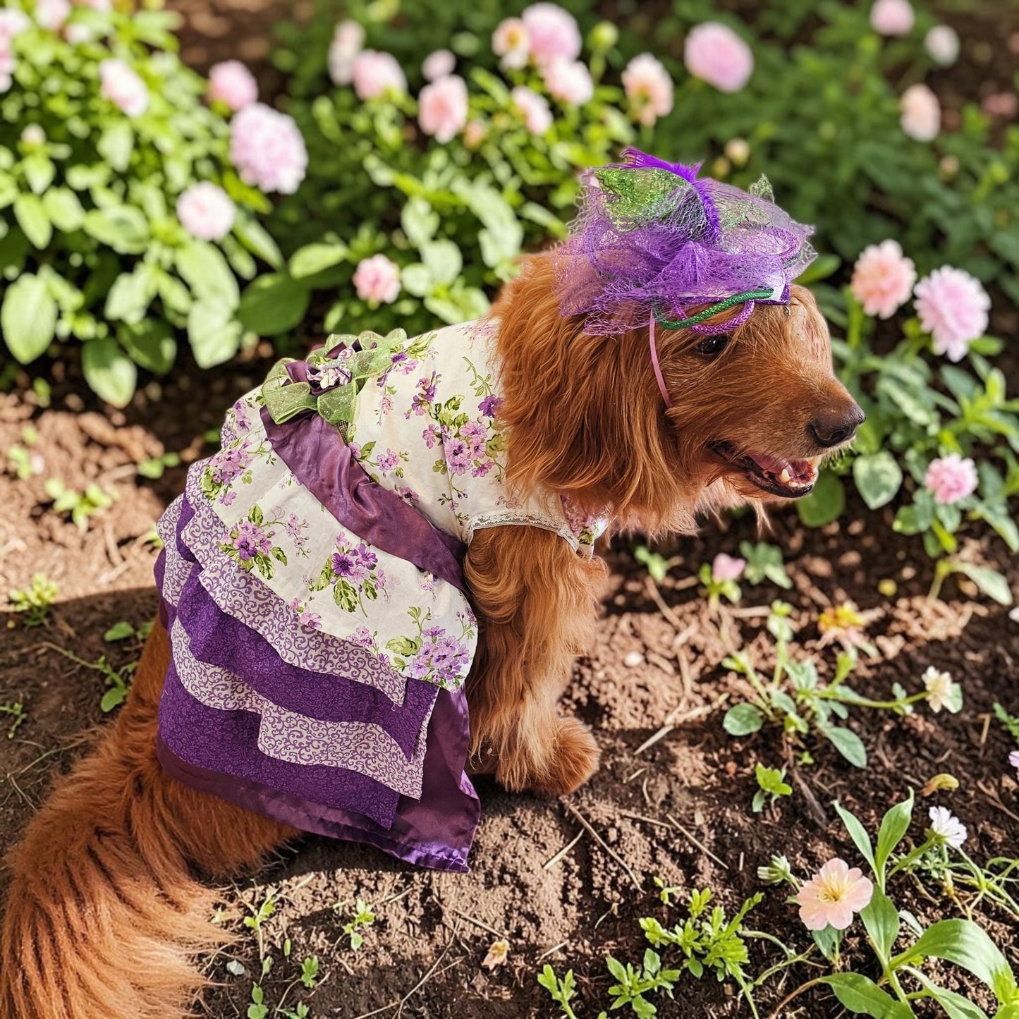 Kentucky derby pet hat and dress, Kentucky Derby dog hat and dress, Canine couture, Kentucky Derby pet costume