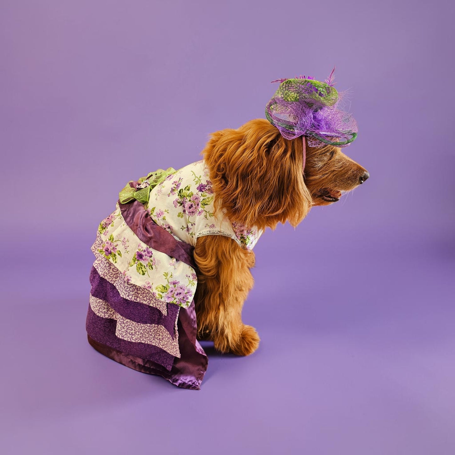 Kentucky derby pet hat and dress, Kentucky Derby dog hat and dress, Canine couture, Kentucky Derby pet costume