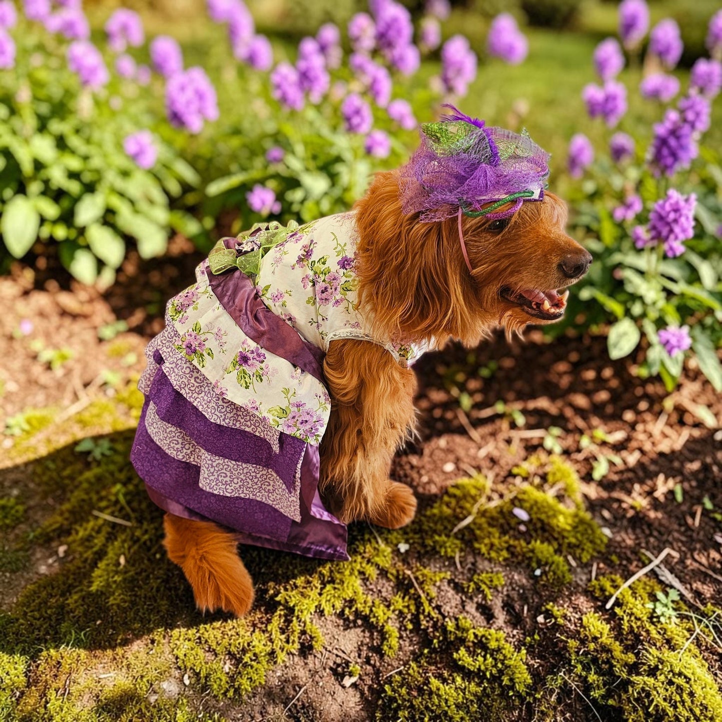 Kentucky derby pet hat and dress, Kentucky Derby dog hat and dress, Canine couture, Kentucky Derby pet costume