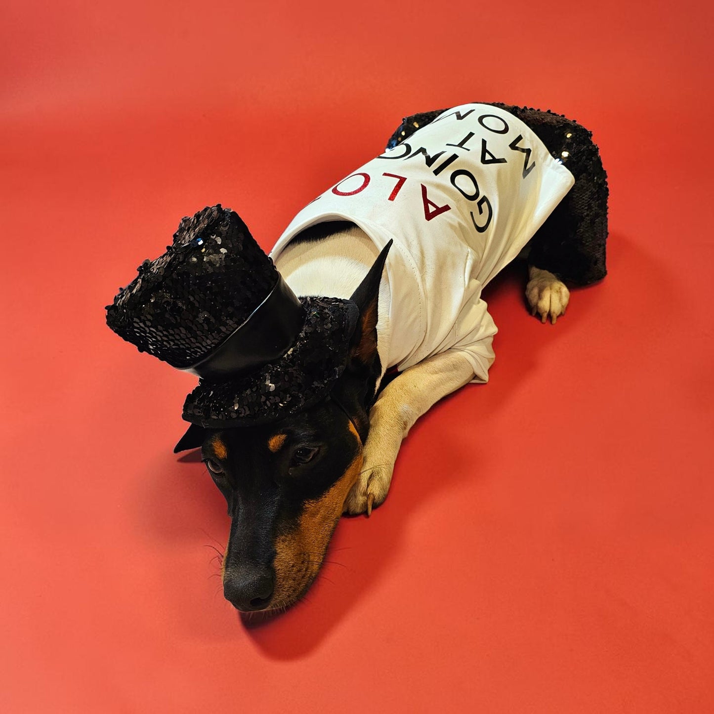 Red Era Pet Costume, red era dog costume, red era cat costume, Taylor Swift pet costume, Taylor Swift red era pet costume