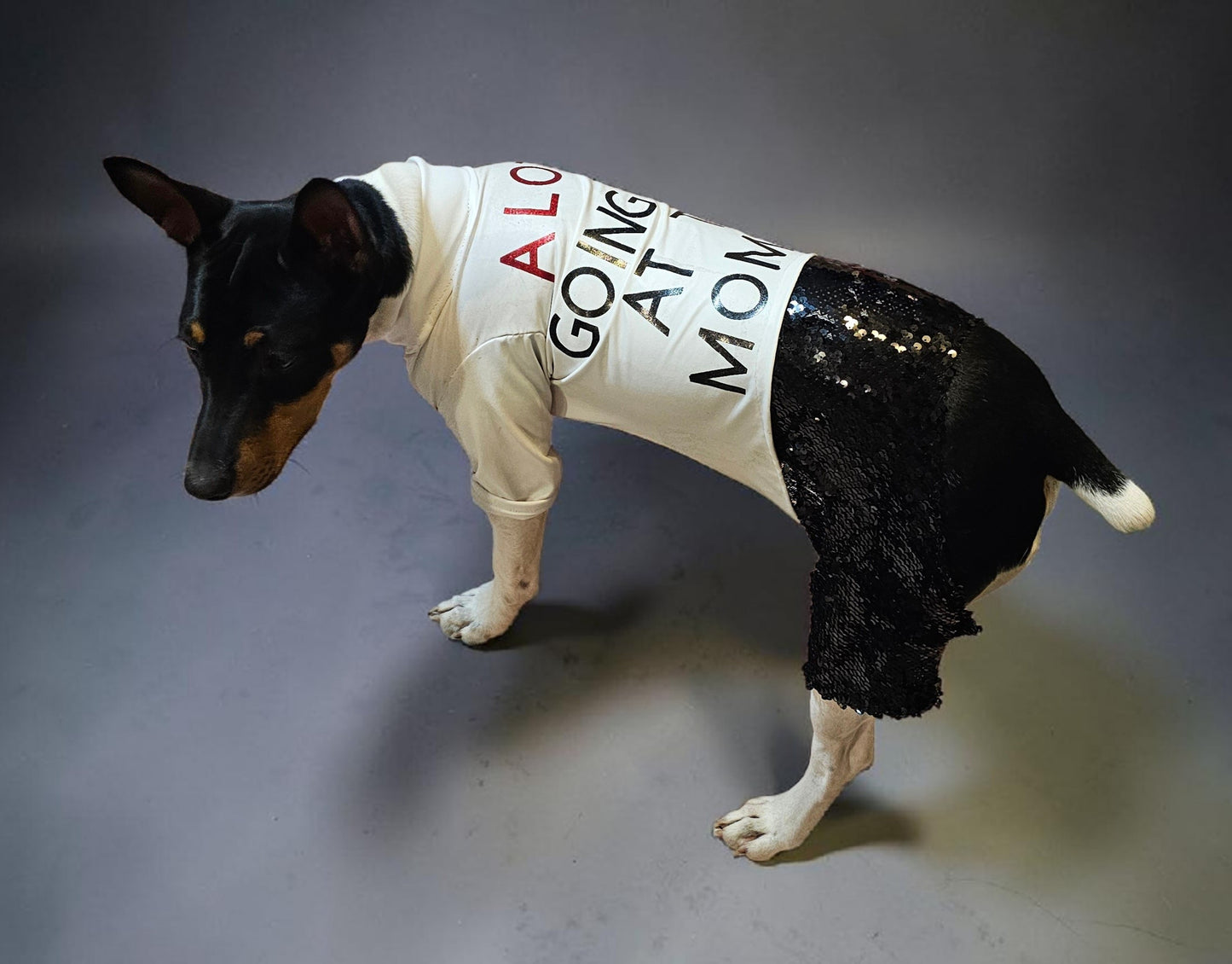 Red Era Pet Costume, red era dog costume, red era cat costume, Taylor Swift pet costume, Taylor Swift red era pet costume