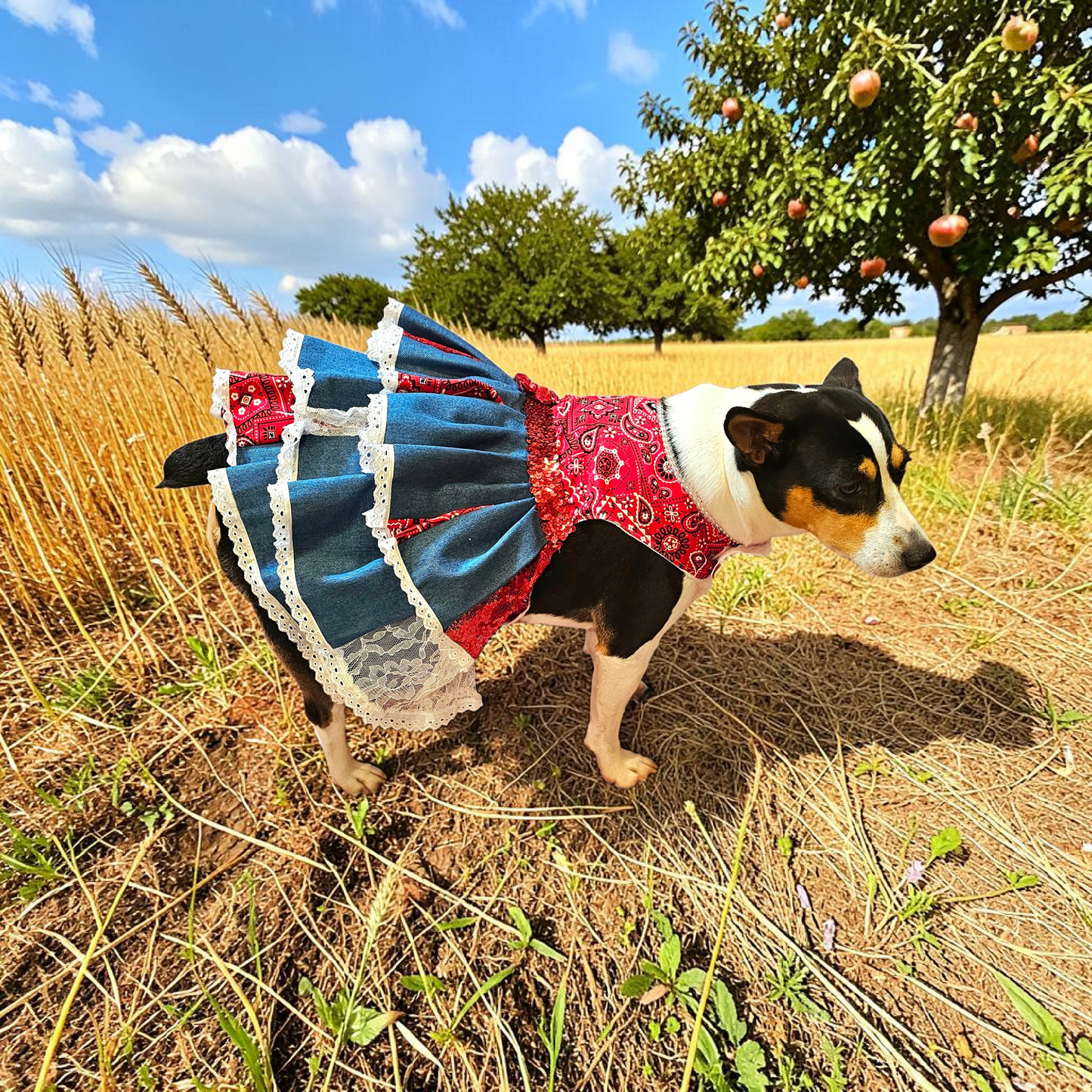 Western cowgirl pet dress, western cowgirl dog dress, western cowgirl cat costume