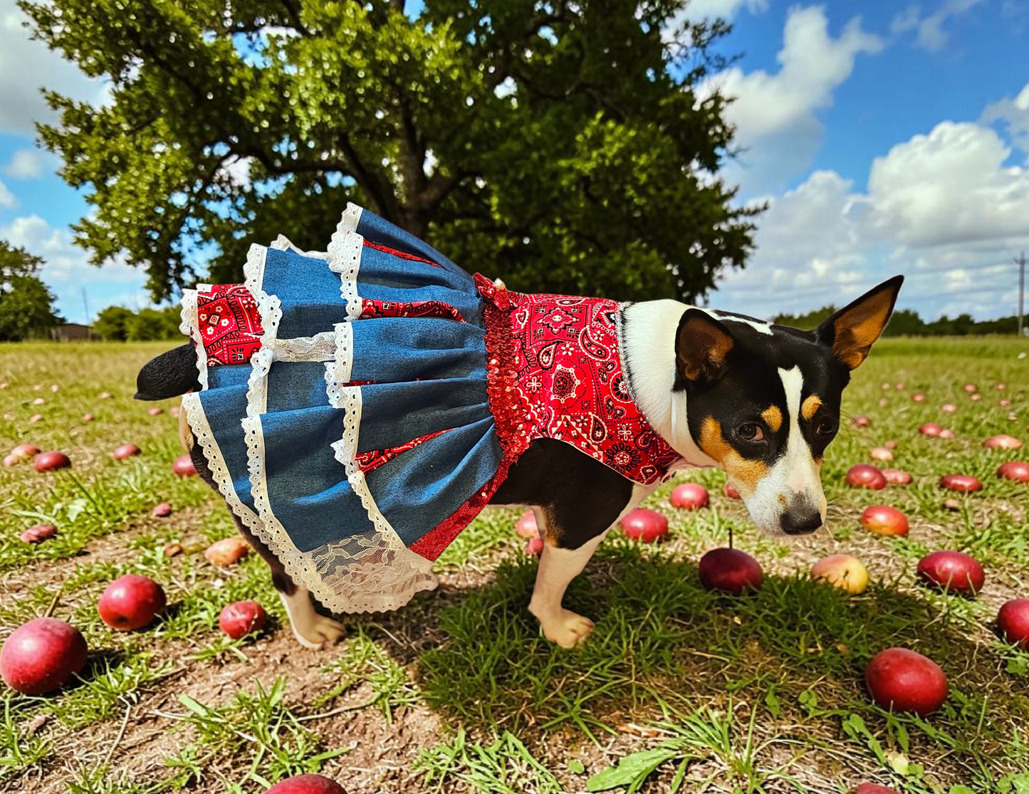 Western cowgirl pet dress, western cowgirl dog dress, western cowgirl cat costume