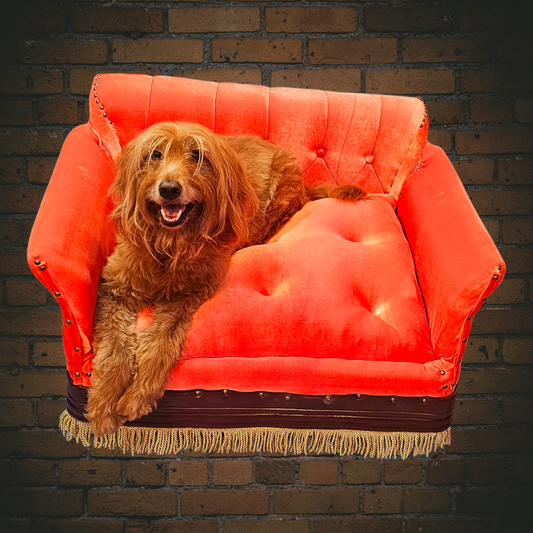 Friends Orange Pet Sofa, Central Perk Pet Sofa, Friends dog couch