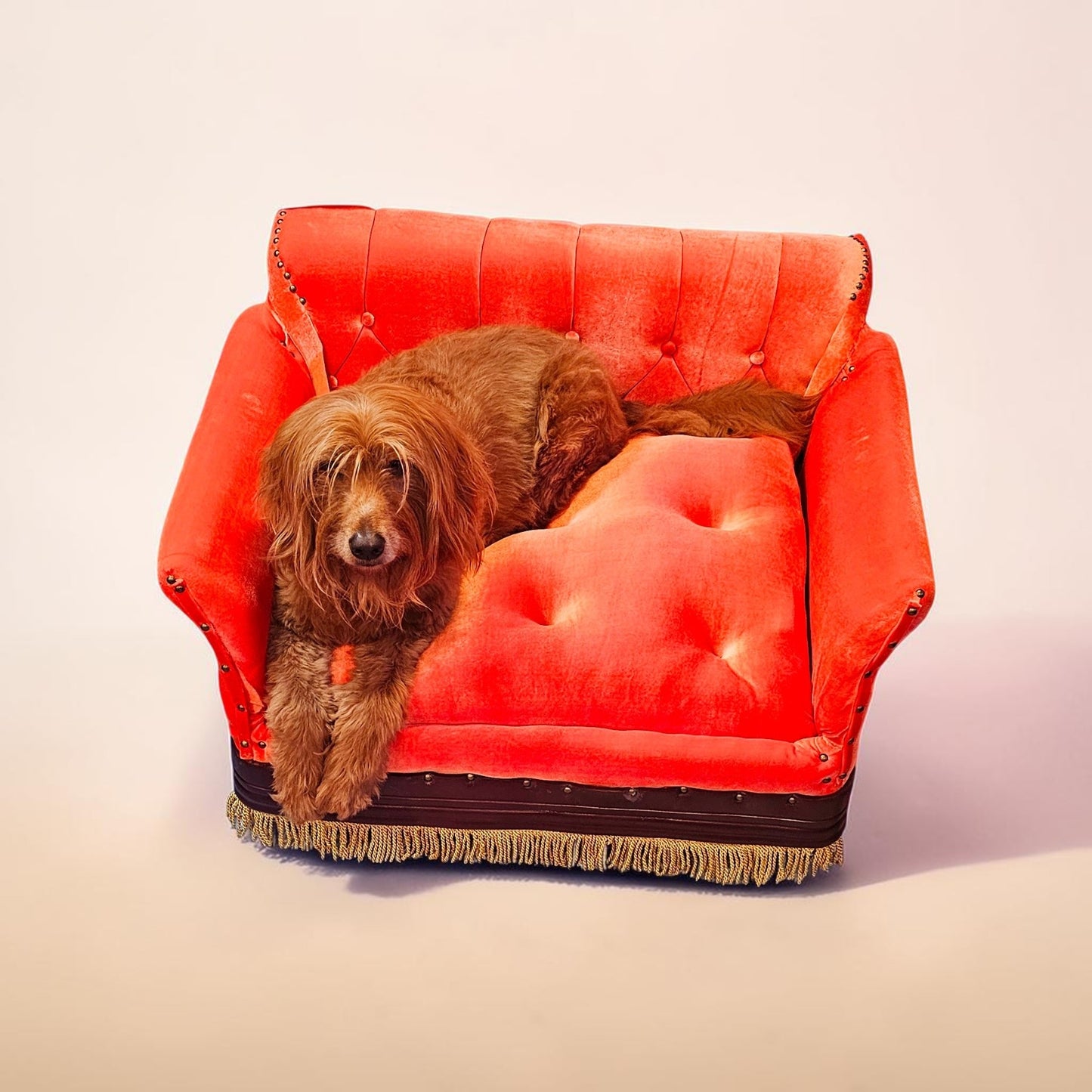 Friends Orange Pet Sofa, Central Perk Pet Sofa, Friends dog couch
