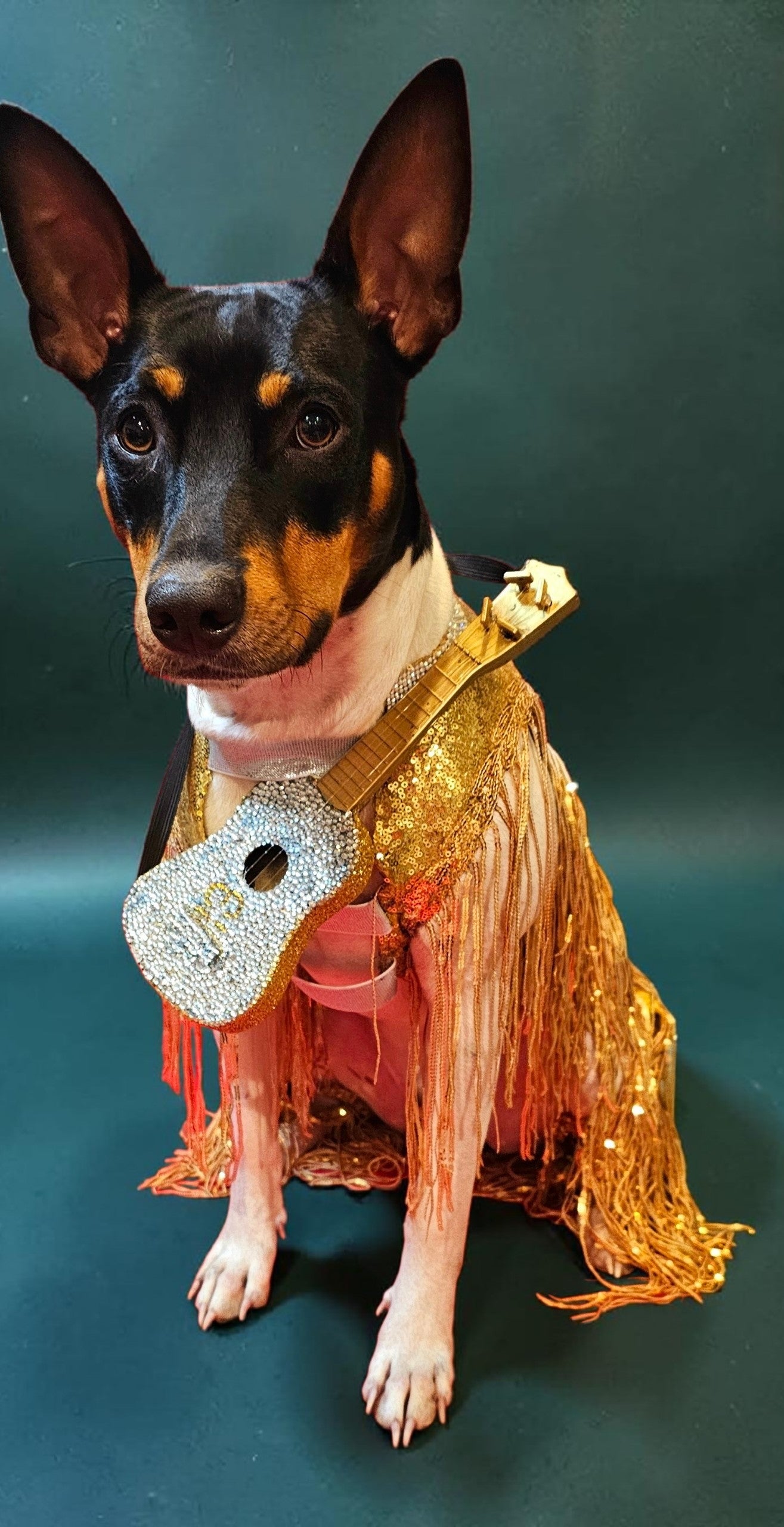 Fearless Era pet costume, Taylor Swift Fearless era pet costume, Gold sequin tassel pet dress, Fearless dog costume, Fearless cat costume