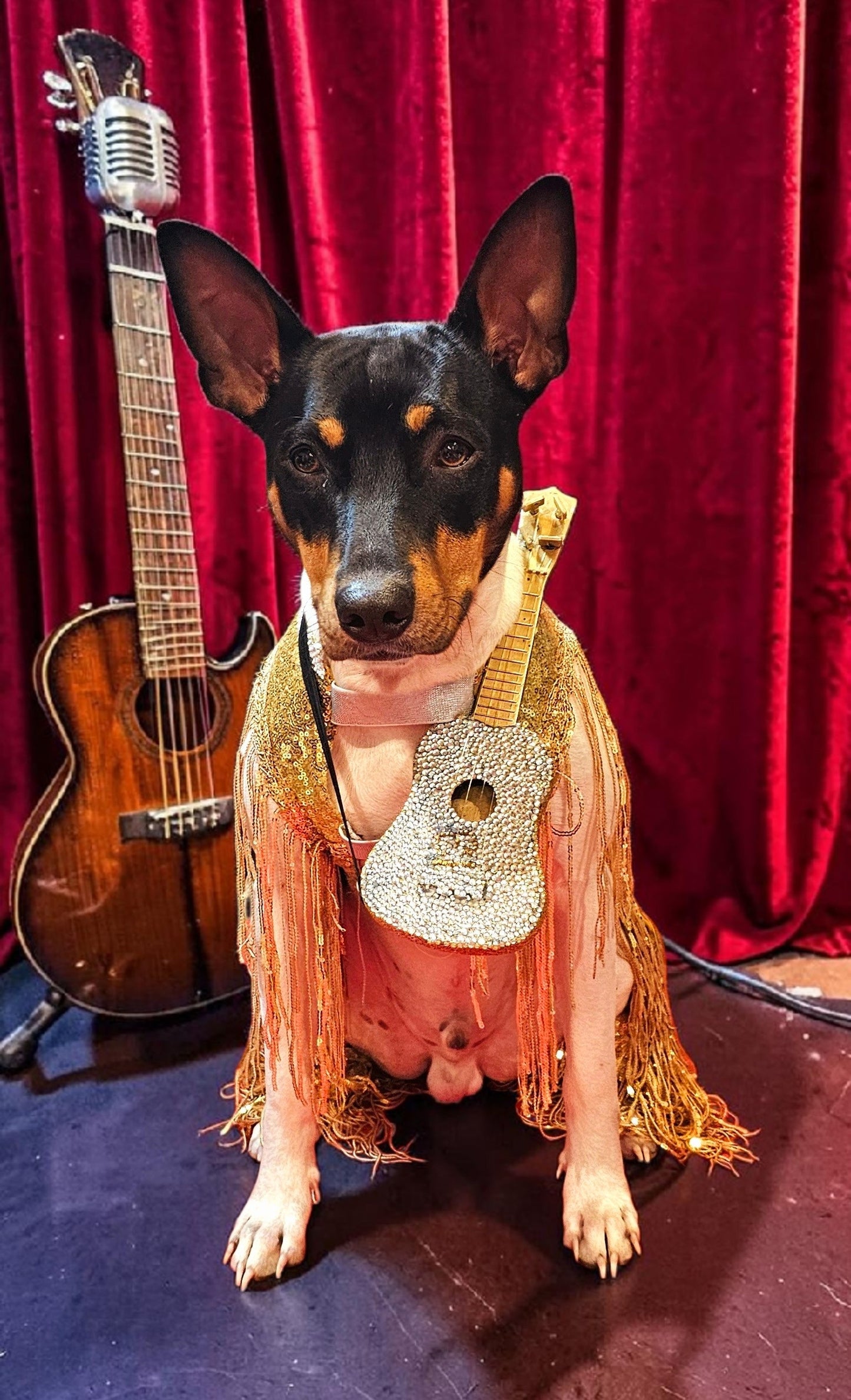 Fearless Era pet costume, Taylor Swift Fearless era pet costume, Gold sequin tassel pet dress, Fearless dog costume, Fearless cat costume