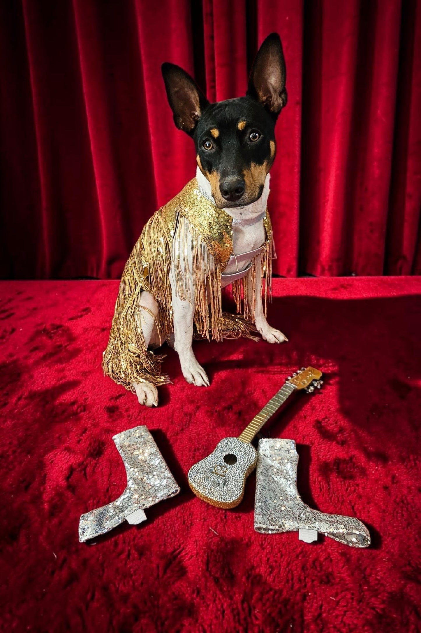 Fearless Era pet costume, Taylor Swift Fearless era pet costume, Gold sequin tassel pet dress, Fearless dog costume, Fearless cat costume