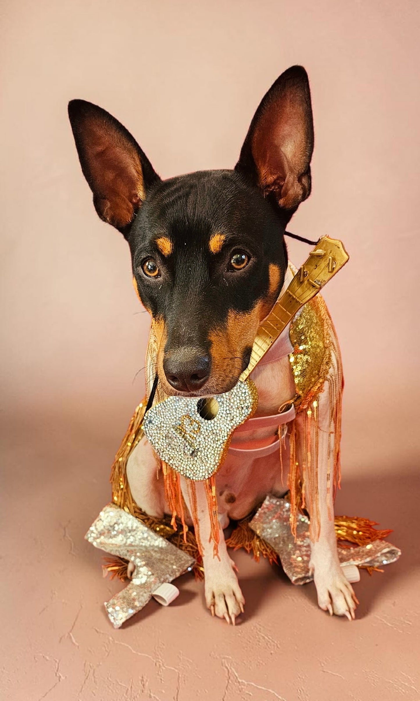 Fearless Era pet costume, Taylor Swift Fearless era pet costume, Gold sequin tassel pet dress, Fearless dog costume, Fearless cat costume