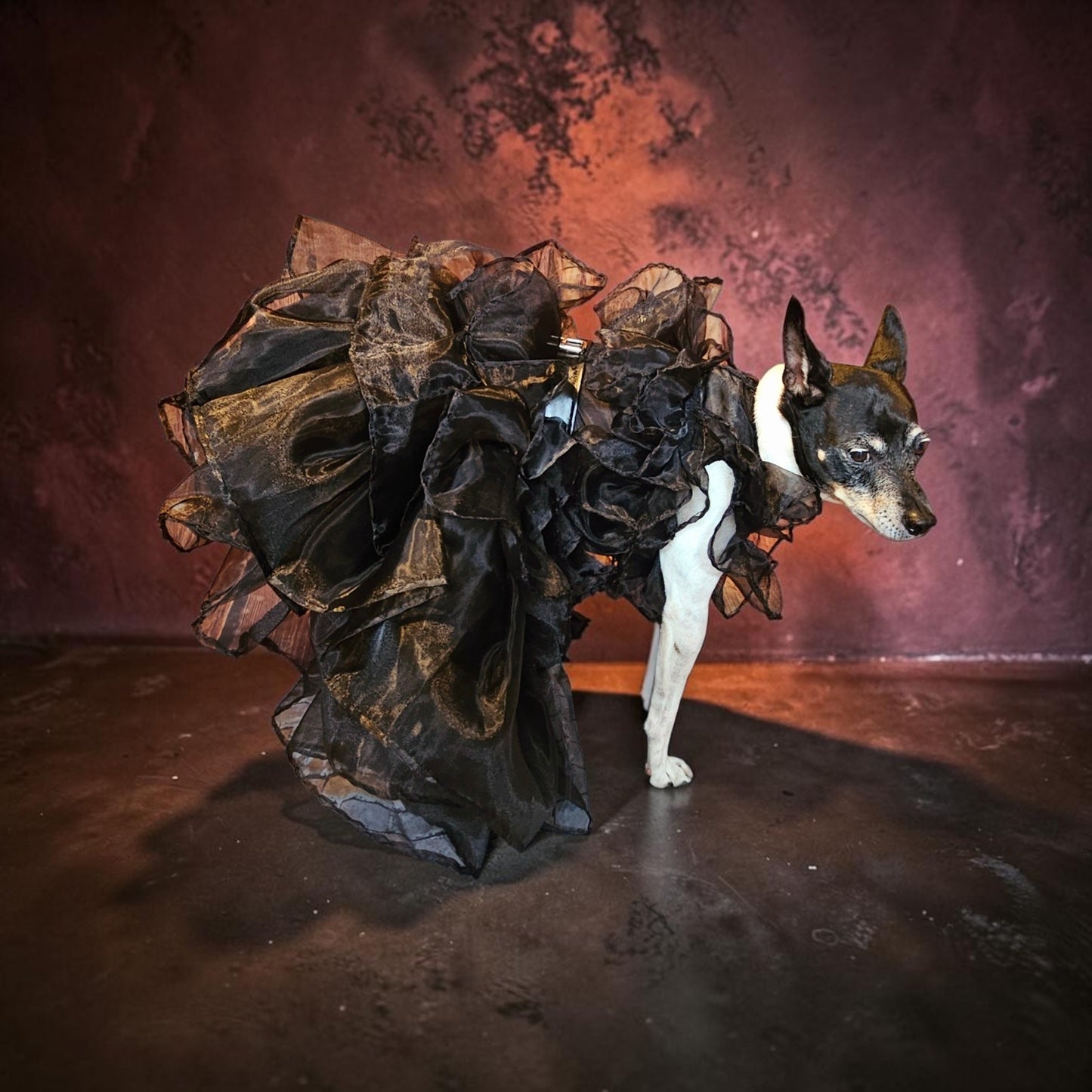Wednesday Raven Pet Prom dress, Wednesday Pet Costume, Wednesday Raven Dog dress