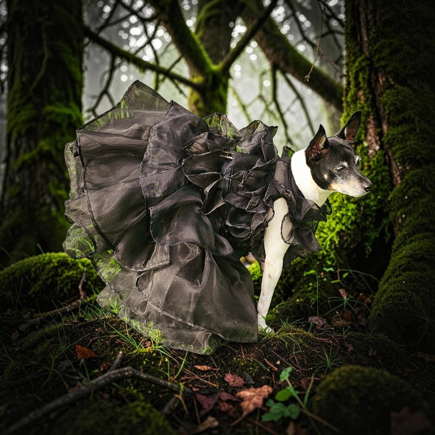 Wednesday Raven Pet Prom dress, Wednesday Pet Costume, Wednesday Raven Dog dress