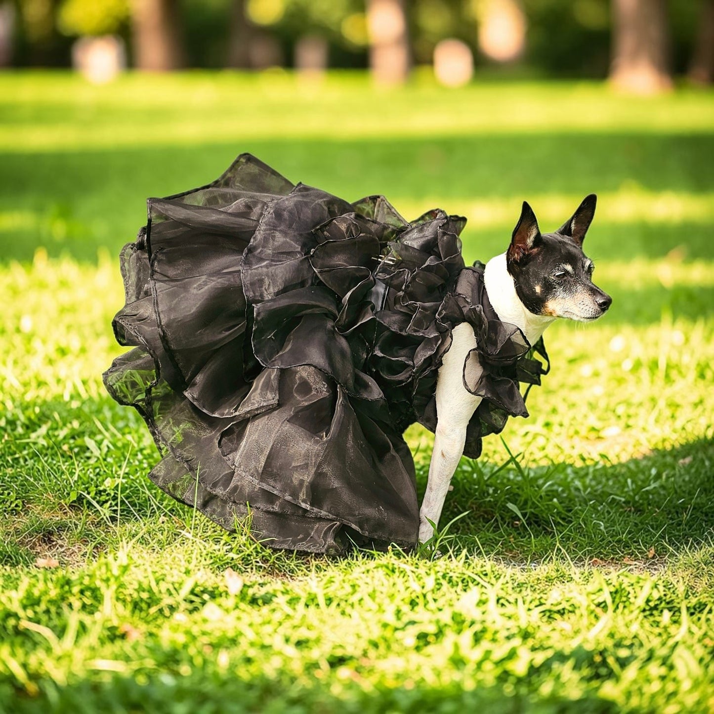 Wednesday Raven Pet Prom dress, Wednesday Pet Costume, Wednesday Raven Dog dress