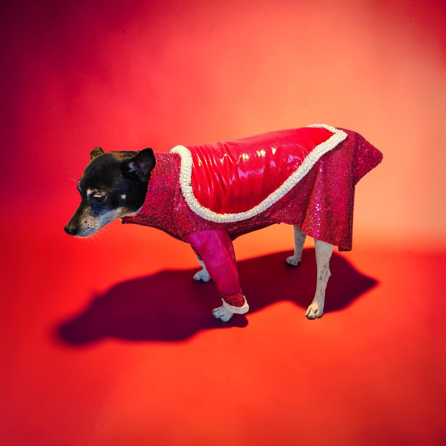 Taylor Swift pet dress, Taylor lover pet dress, Taylor Me pet dress, sequin heart pet dress