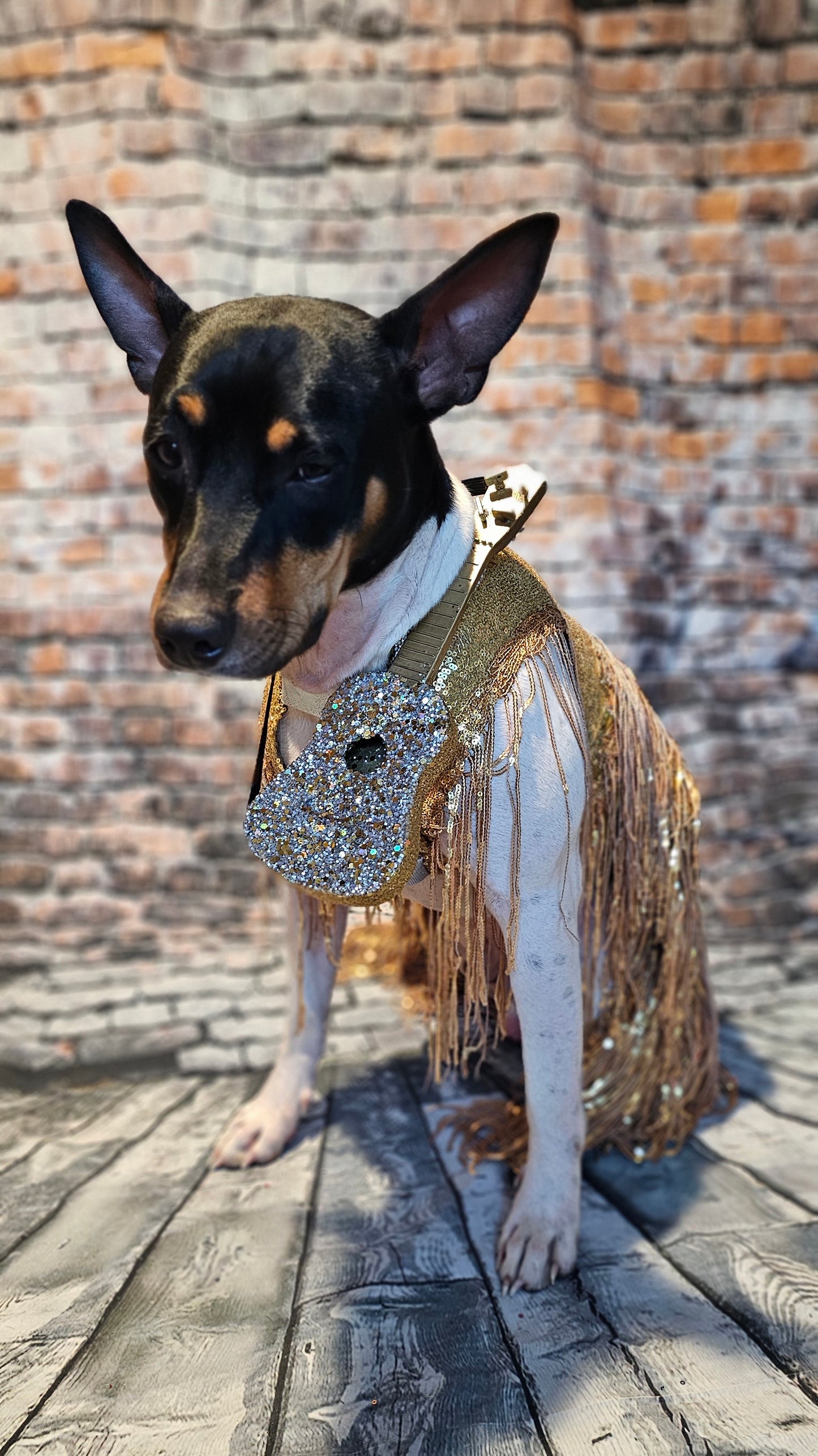 Fearless Era pet costume, Taylor Swift Fearless era pet costume, Gold sequin tassel pet dress, Fearless dog costume, Fearless cat costume