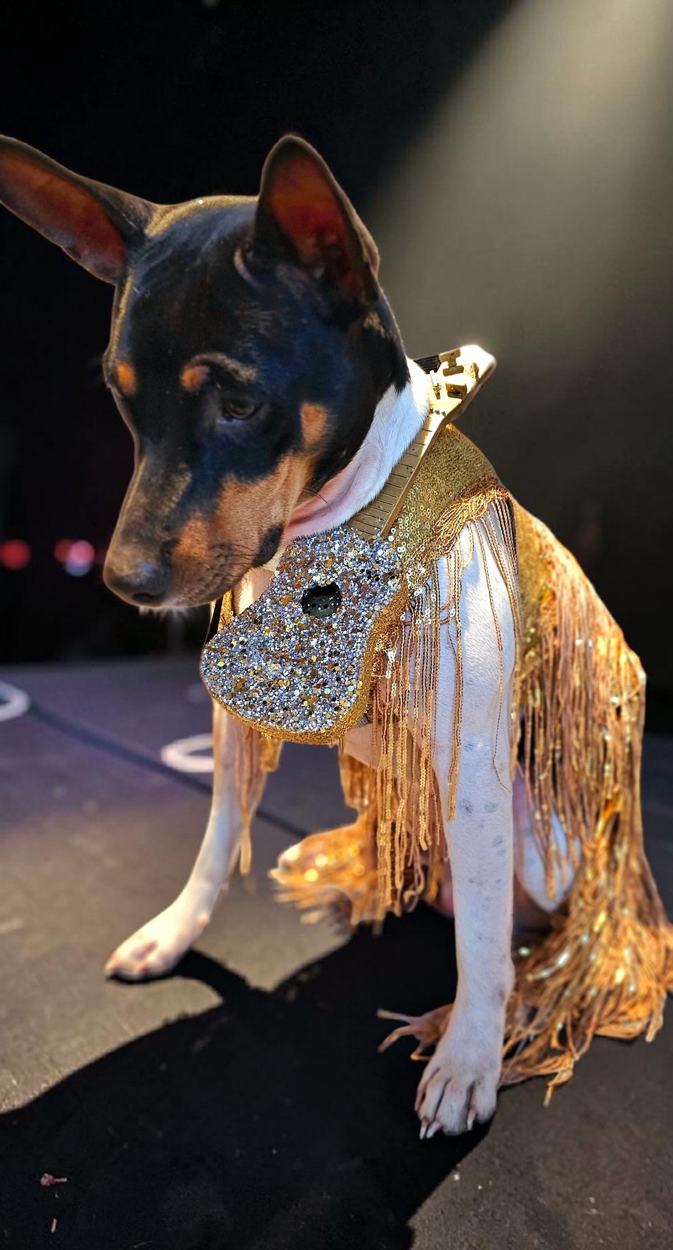 Fearless Era pet costume, Taylor Swift Fearless era pet costume, Gold sequin tassel pet dress, Fearless dog costume, Fearless cat costume