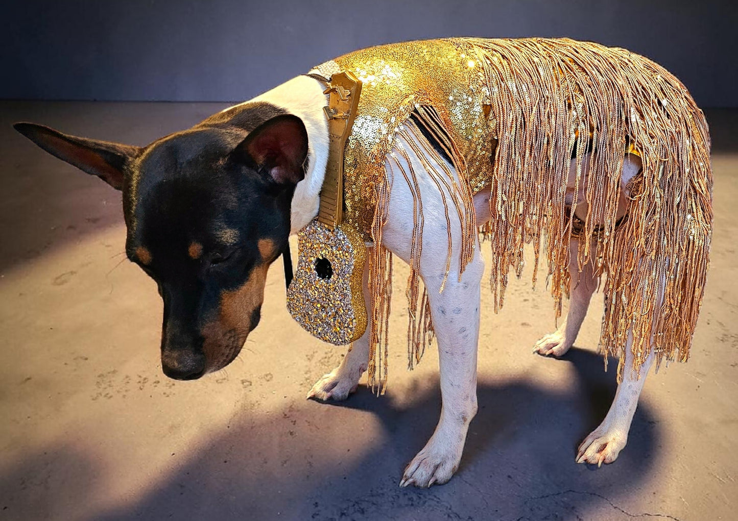 Fearless Era pet costume, Taylor Swift Fearless era pet costume, Gold sequin tassel pet dress, Fearless dog costume, Fearless cat costume