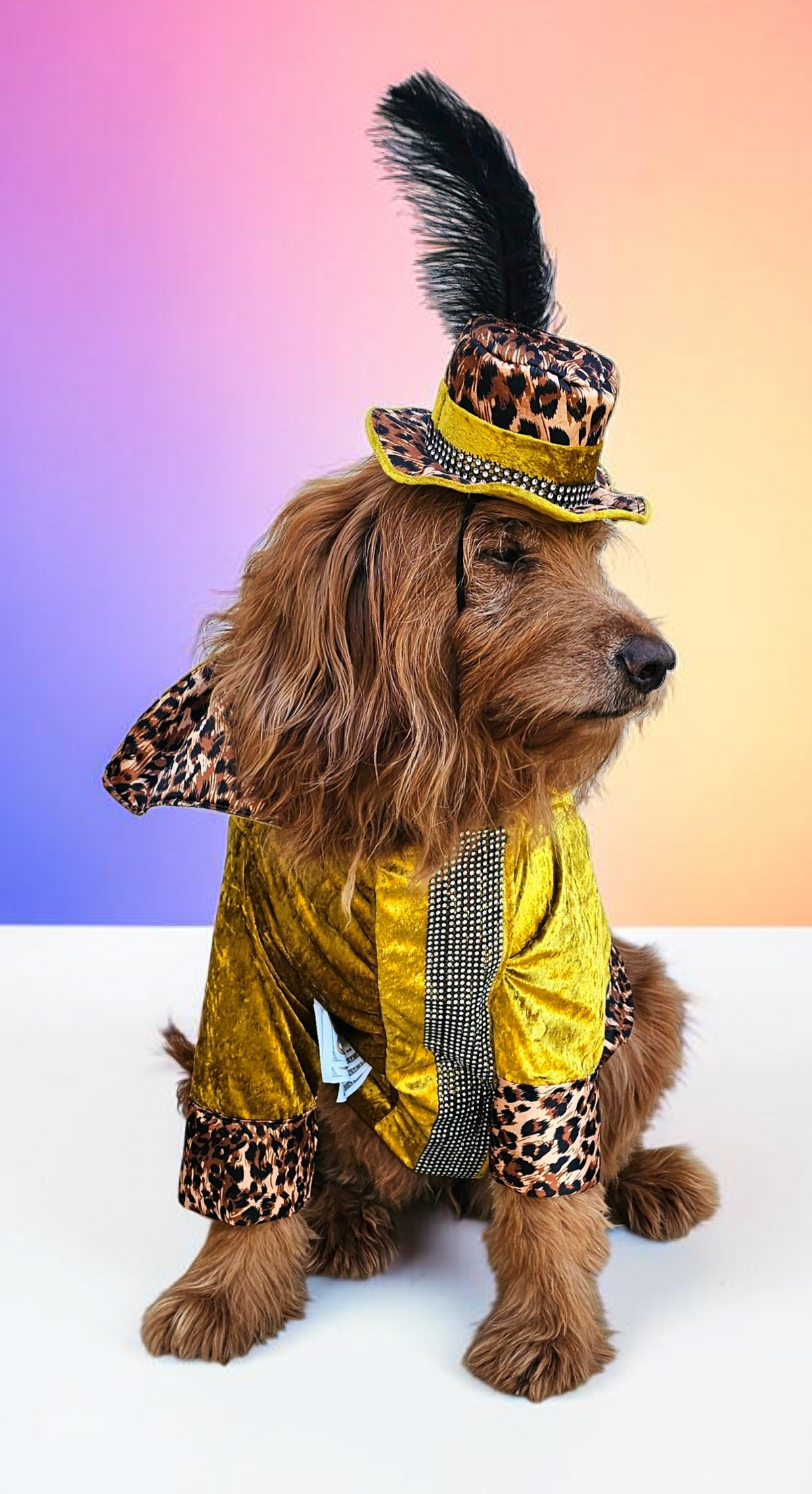 Pimp pet costume, pimp dog costume, gangster pet costume, gangster dog suit