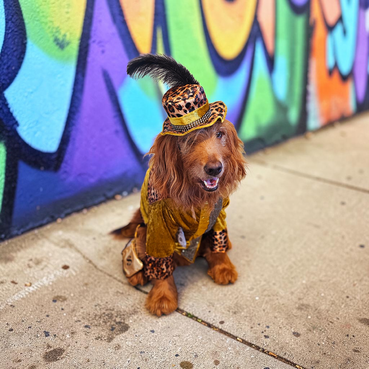 Pimp pet costume, pimp dog costume, gangster pet costume, gangster dog suit