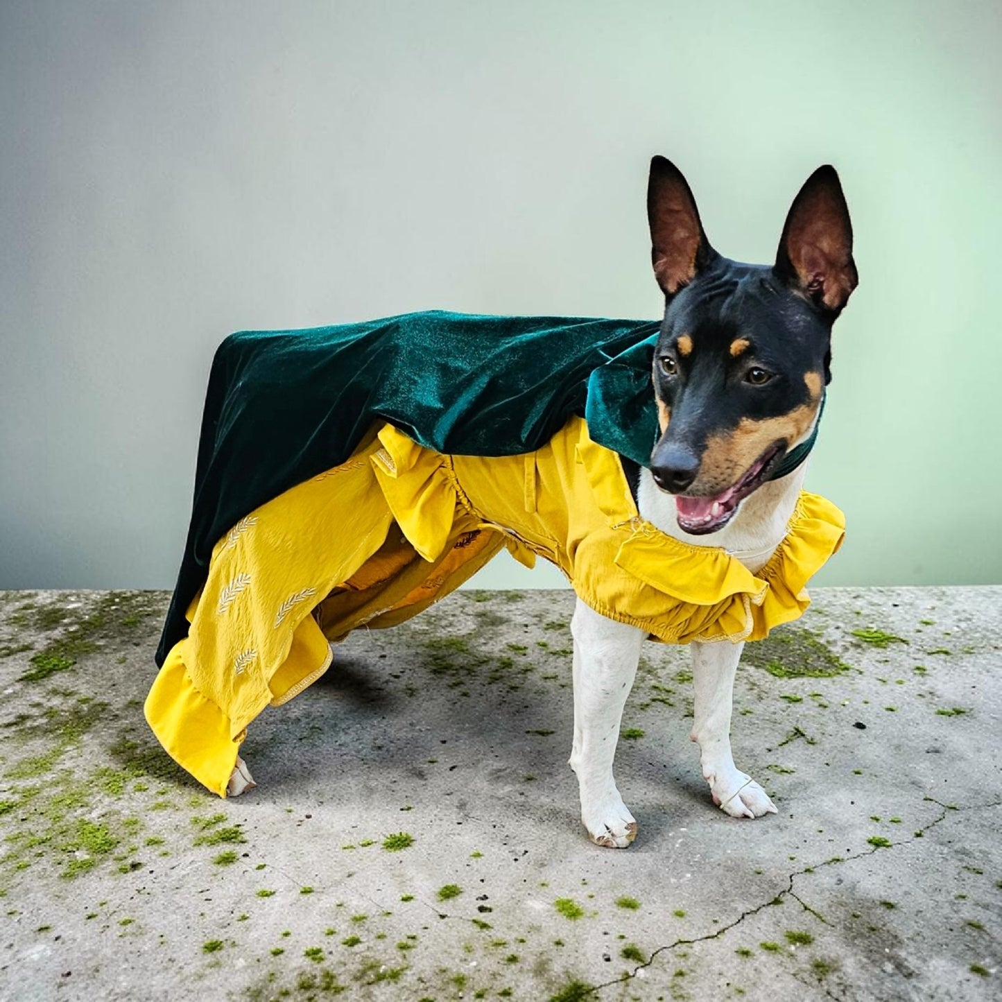 Evermore pet dress, Evermore pet costume, evermore pet dress, evermore dog dress