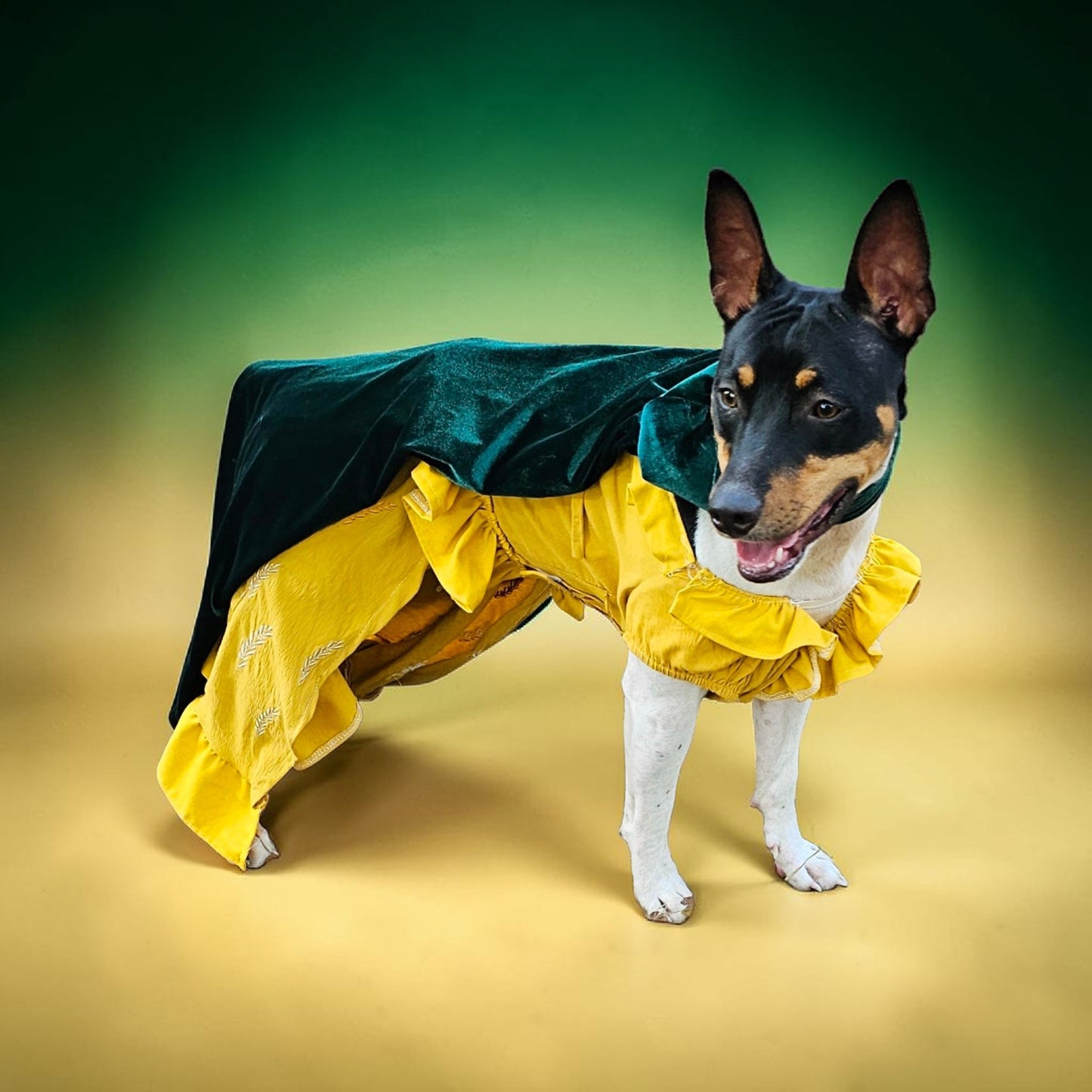 Evermore pet dress, Evermore pet costume, evermore pet dress, evermore dog dress