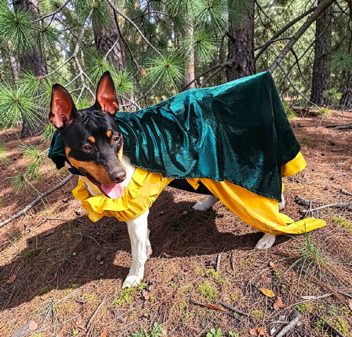 Evermore pet dress, Evermore pet costume, evermore pet dress, evermore dog dress