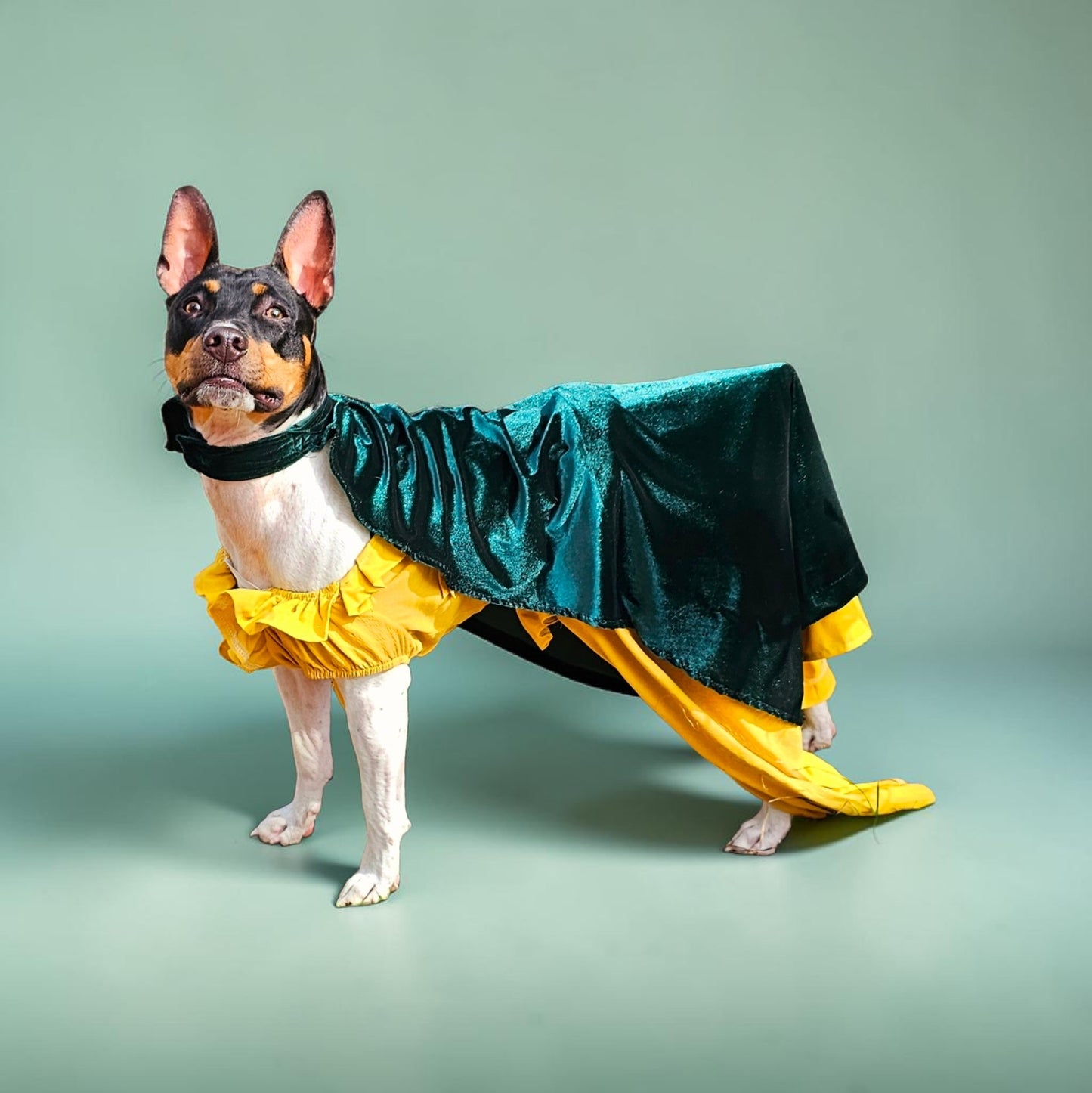 Evermore pet dress, Evermore pet costume, evermore pet dress, evermore dog dress