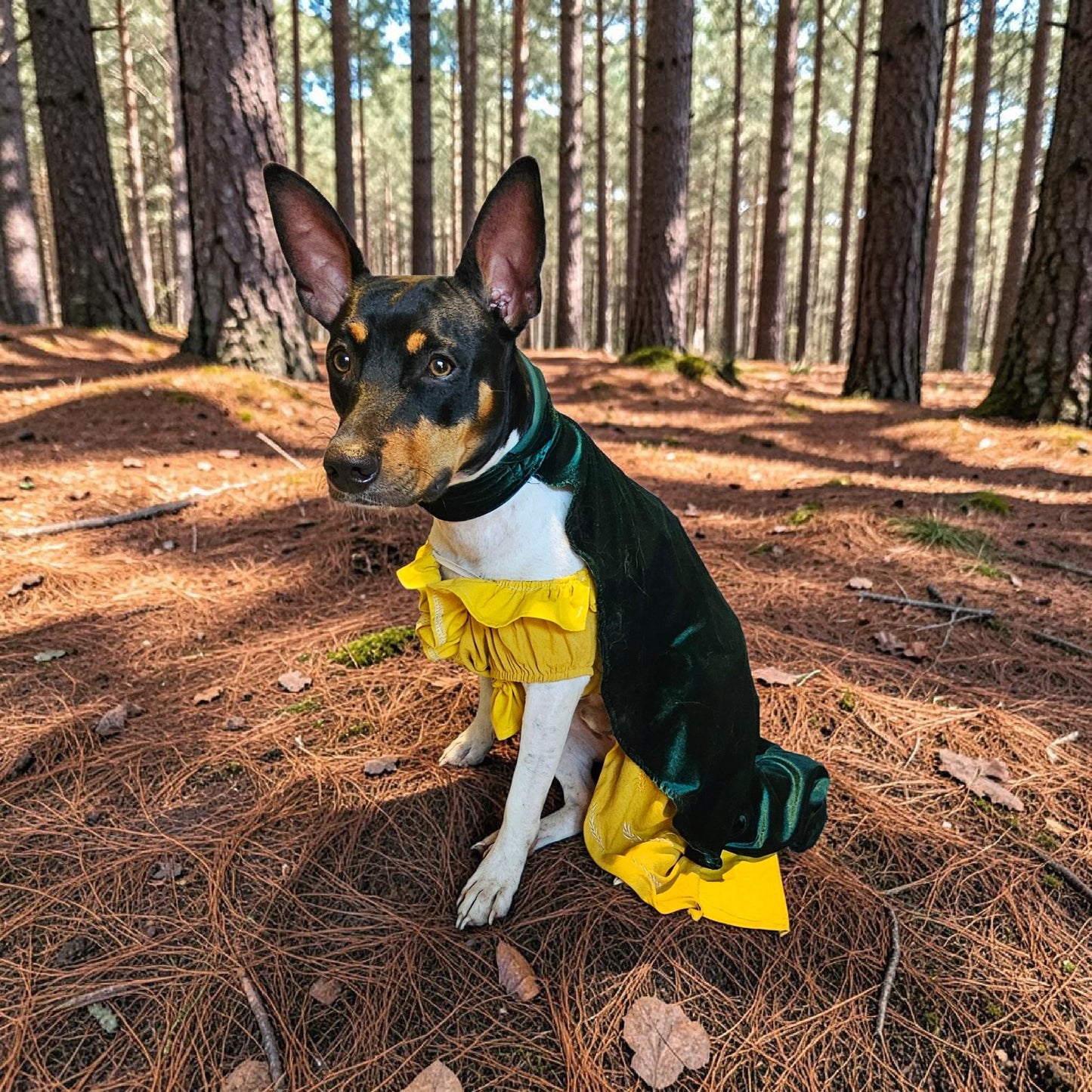 Evermore pet dress, Evermore pet costume, evermore pet dress, evermore dog dress