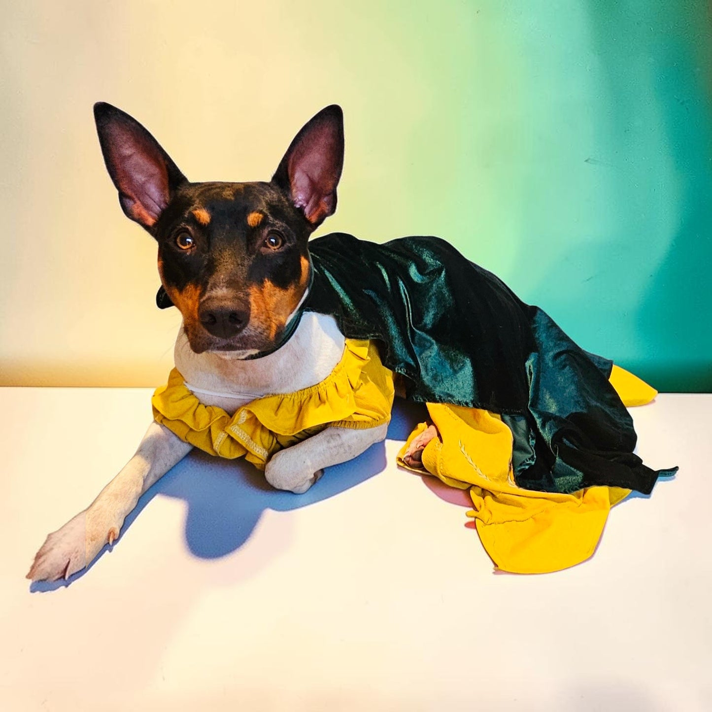 Evermore pet dress, Evermore pet costume, evermore pet dress, evermore dog dress