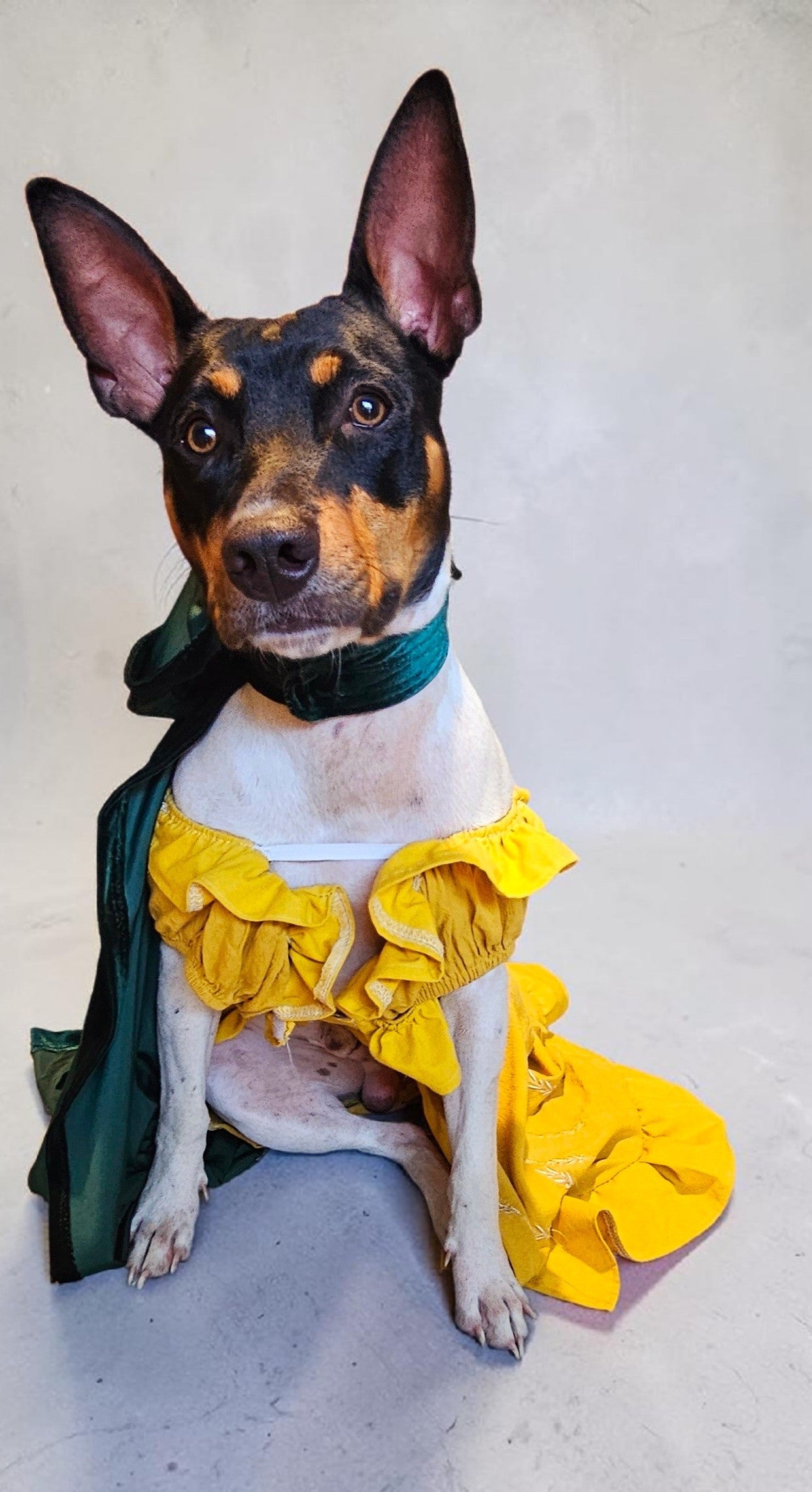 Evermore pet dress, Evermore pet costume, evermore pet dress, evermore dog dress